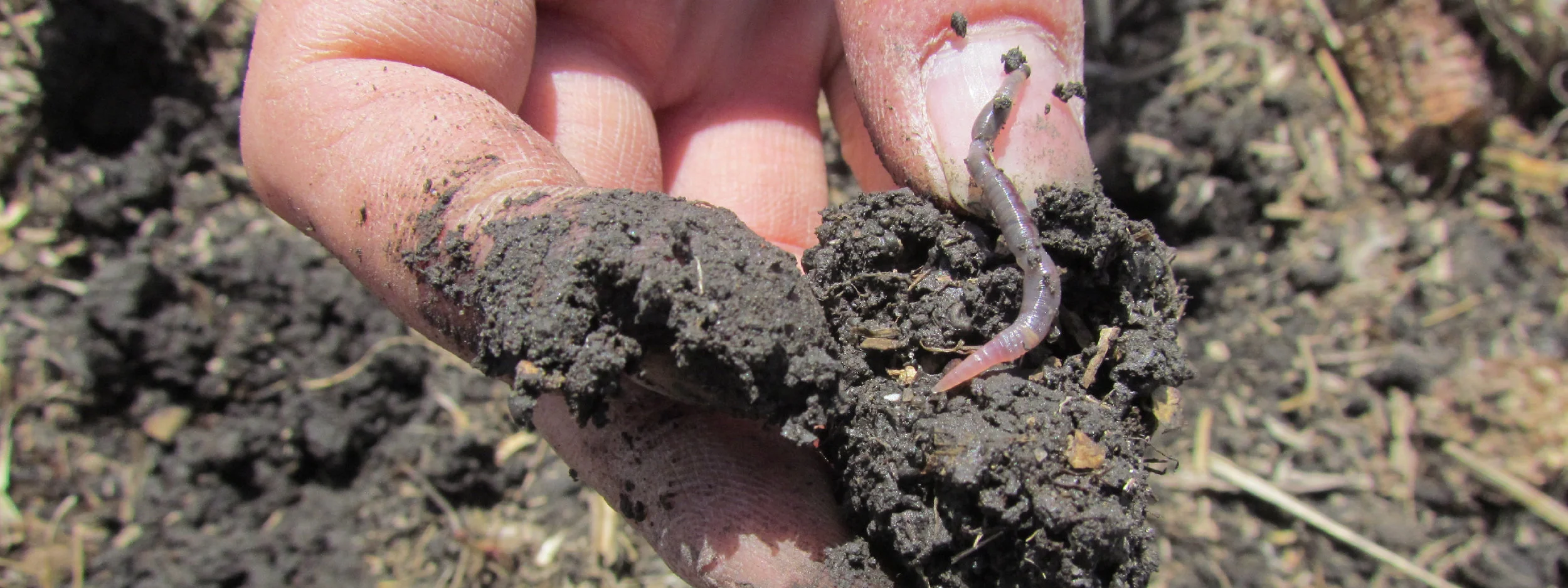DigIntoSoil-NoText-01.jpg