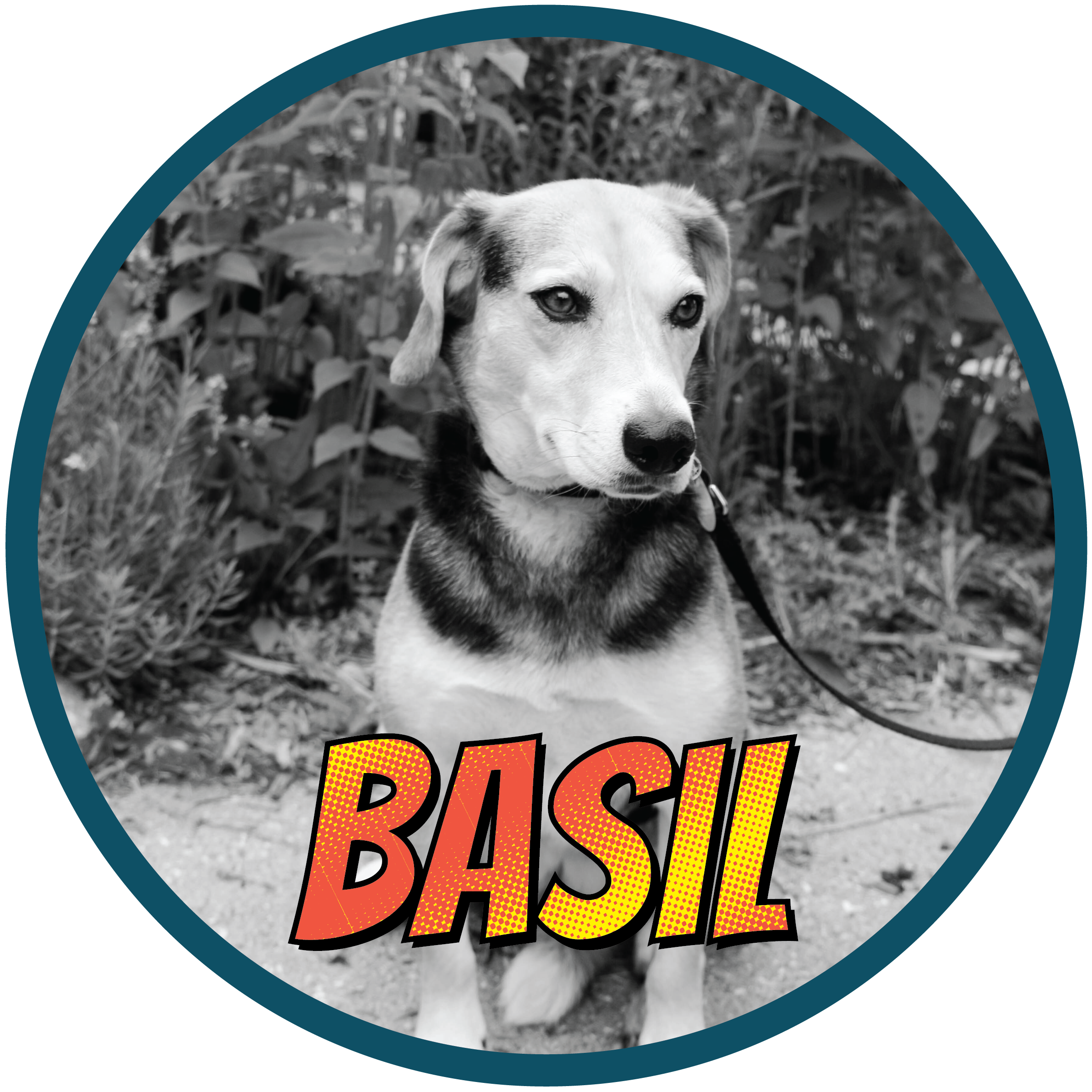 Basil — Water Rocks!
