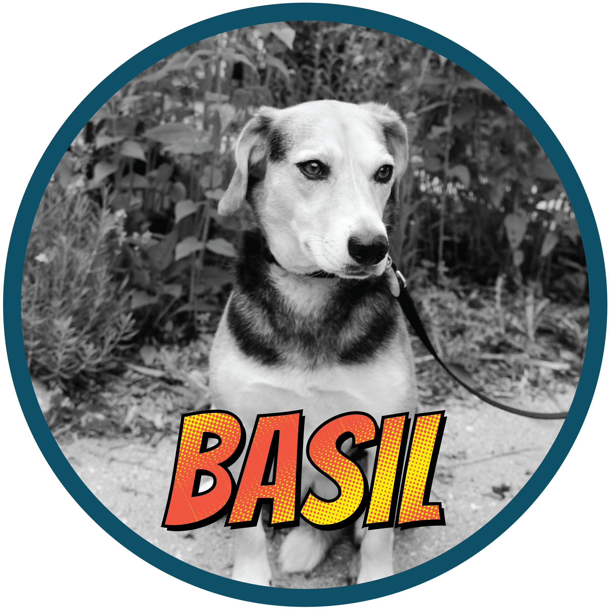 Basil(profile)-01.png