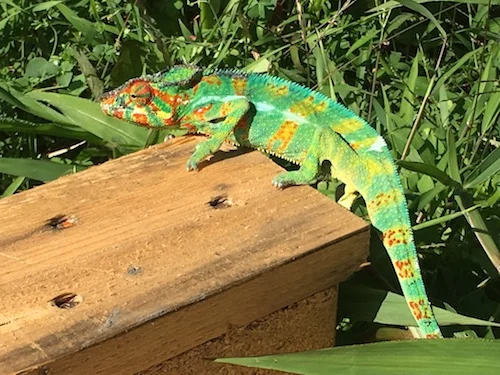 cameleon.jpg