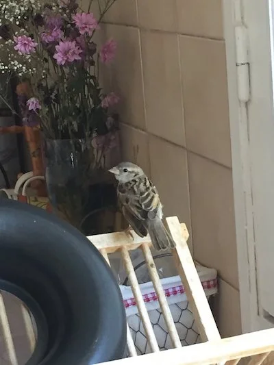 oiseau.jpg