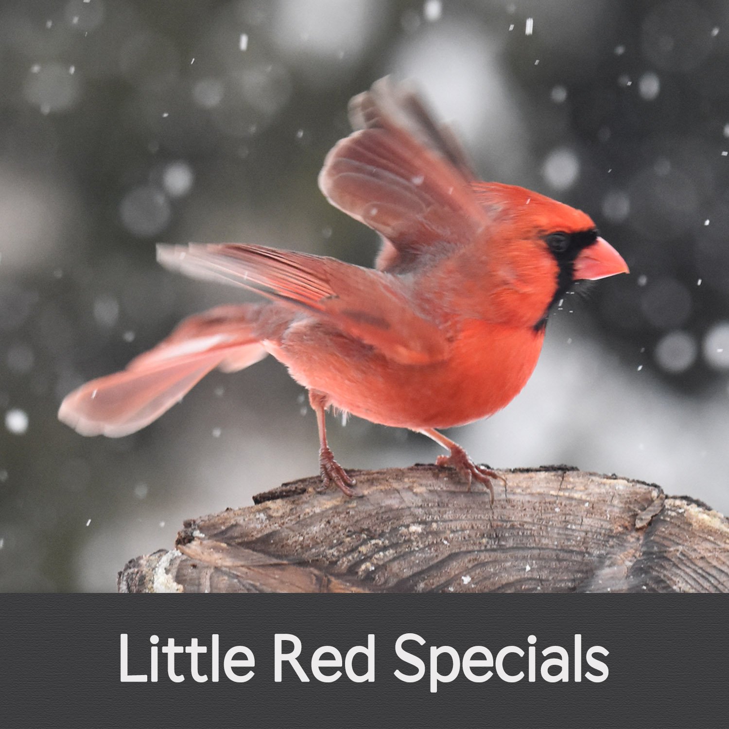 LITTLE RED SPECIALS