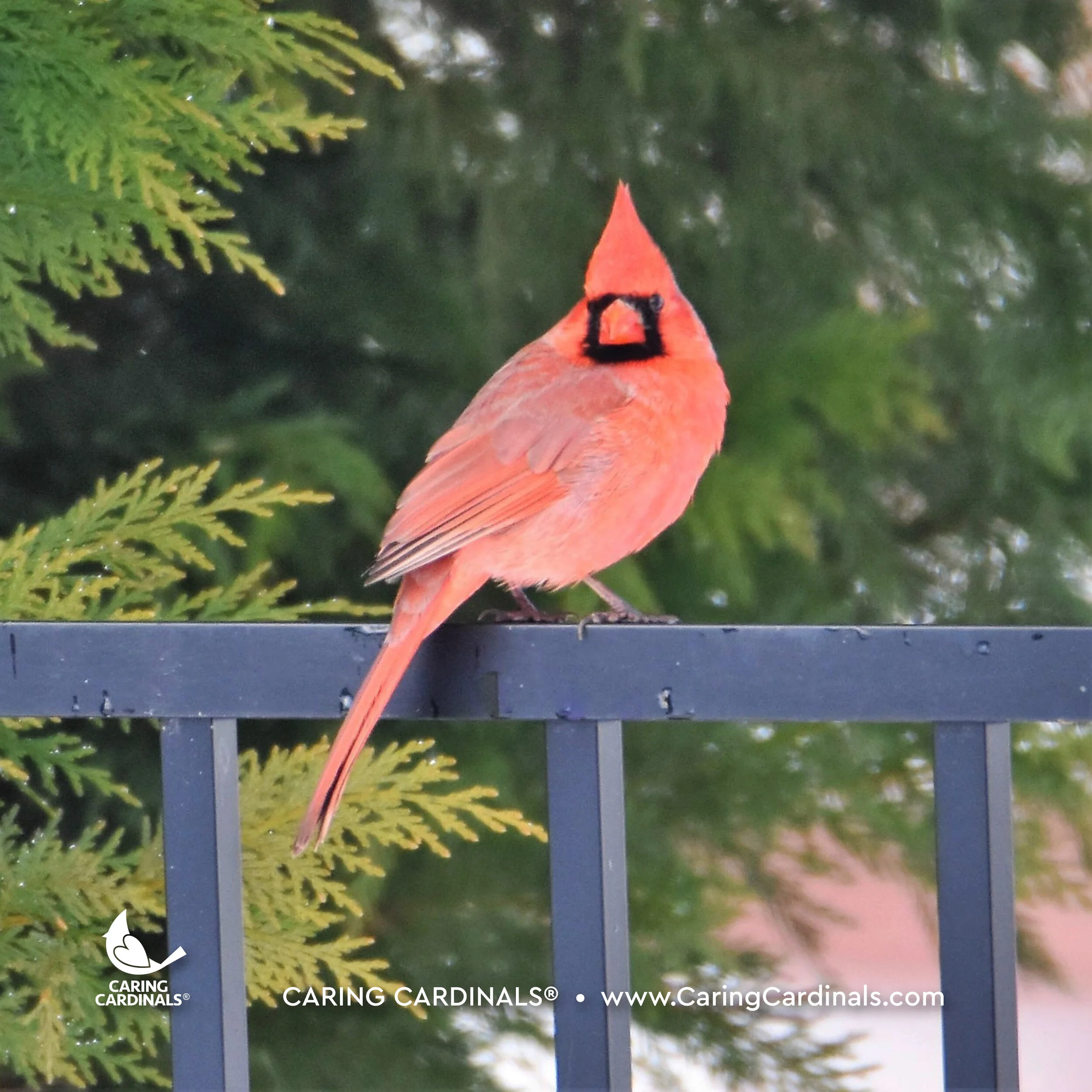 Cardinal Experiences Caring Cardinals