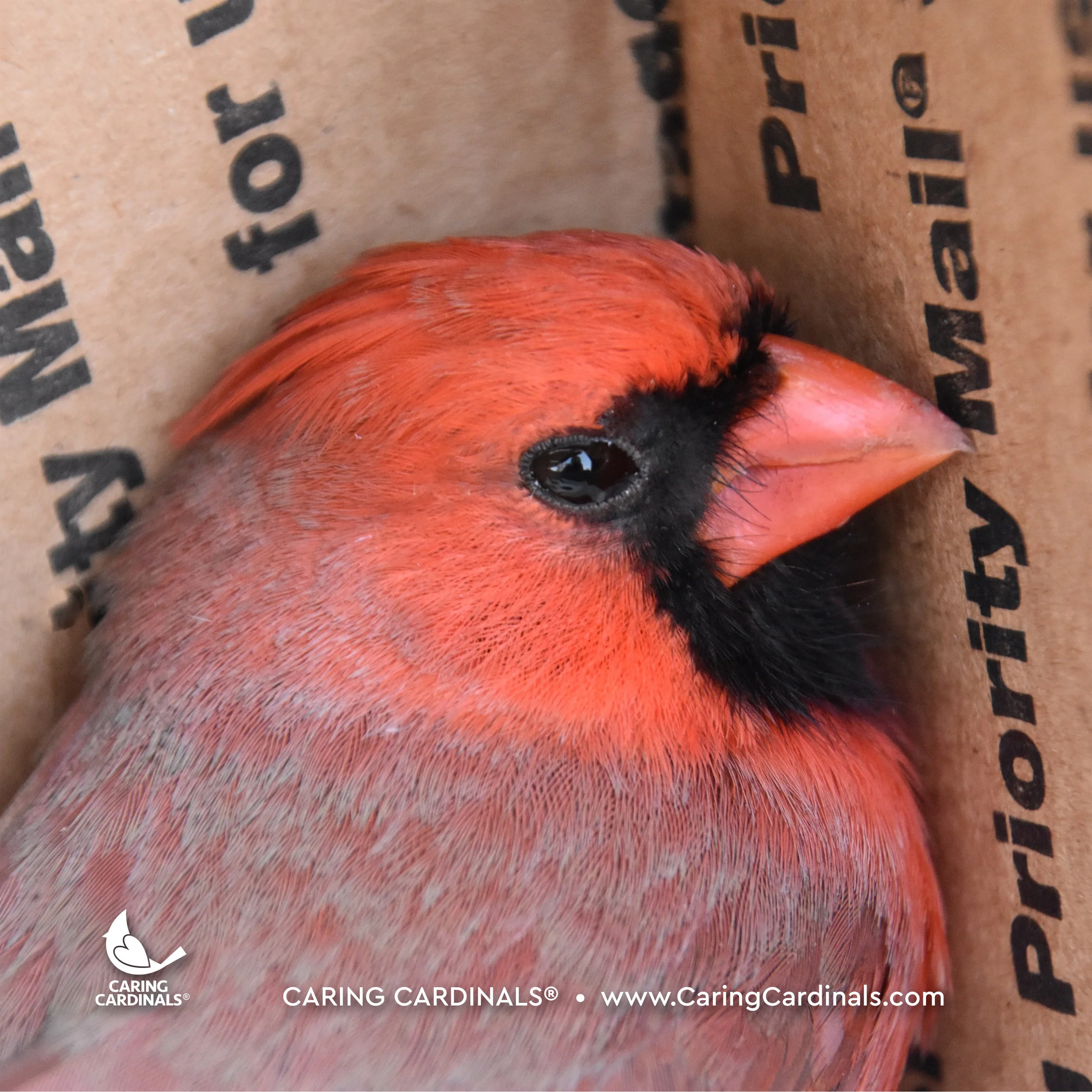 A CARDINAL CONCUSSION
