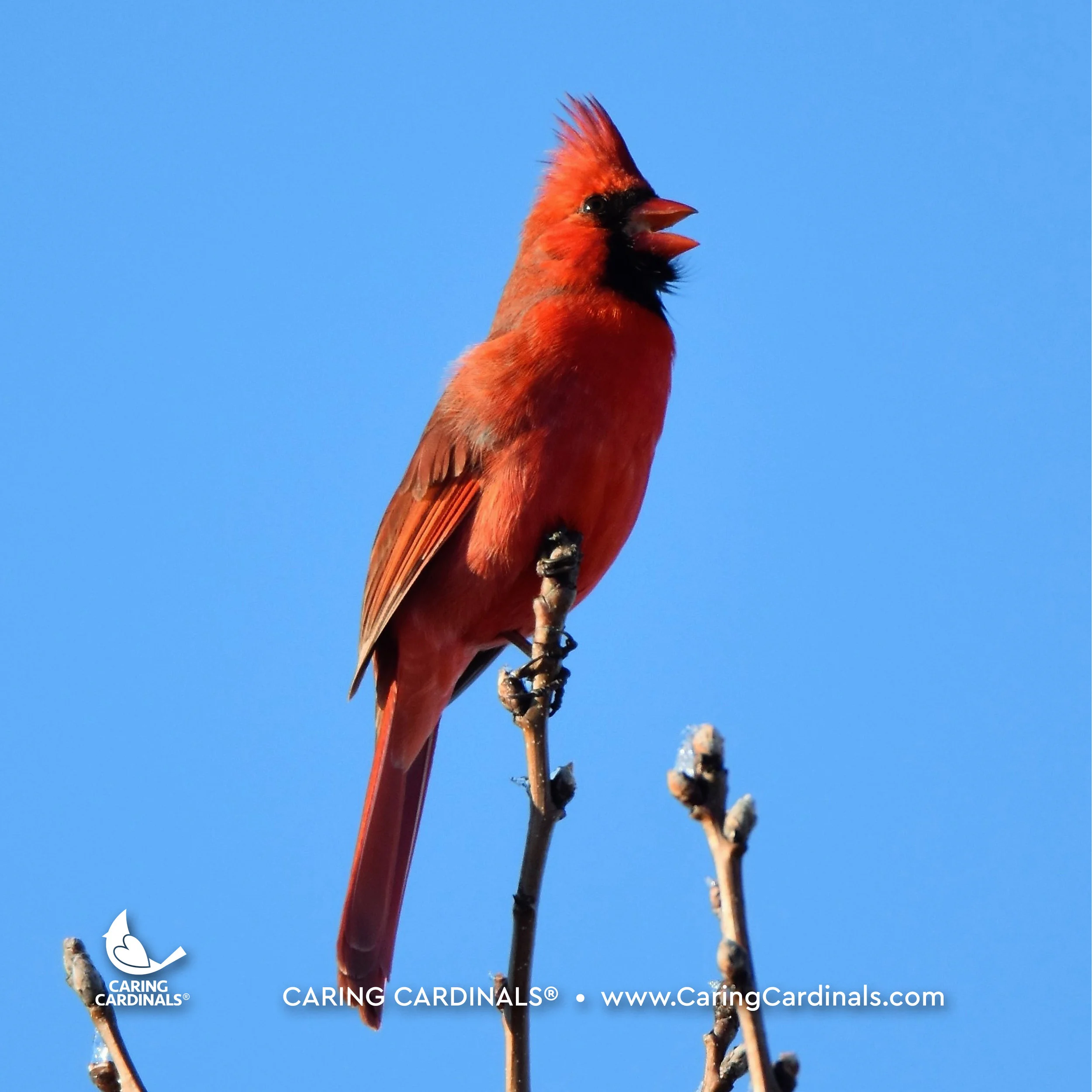 A CARDINAL EXPERIENCE