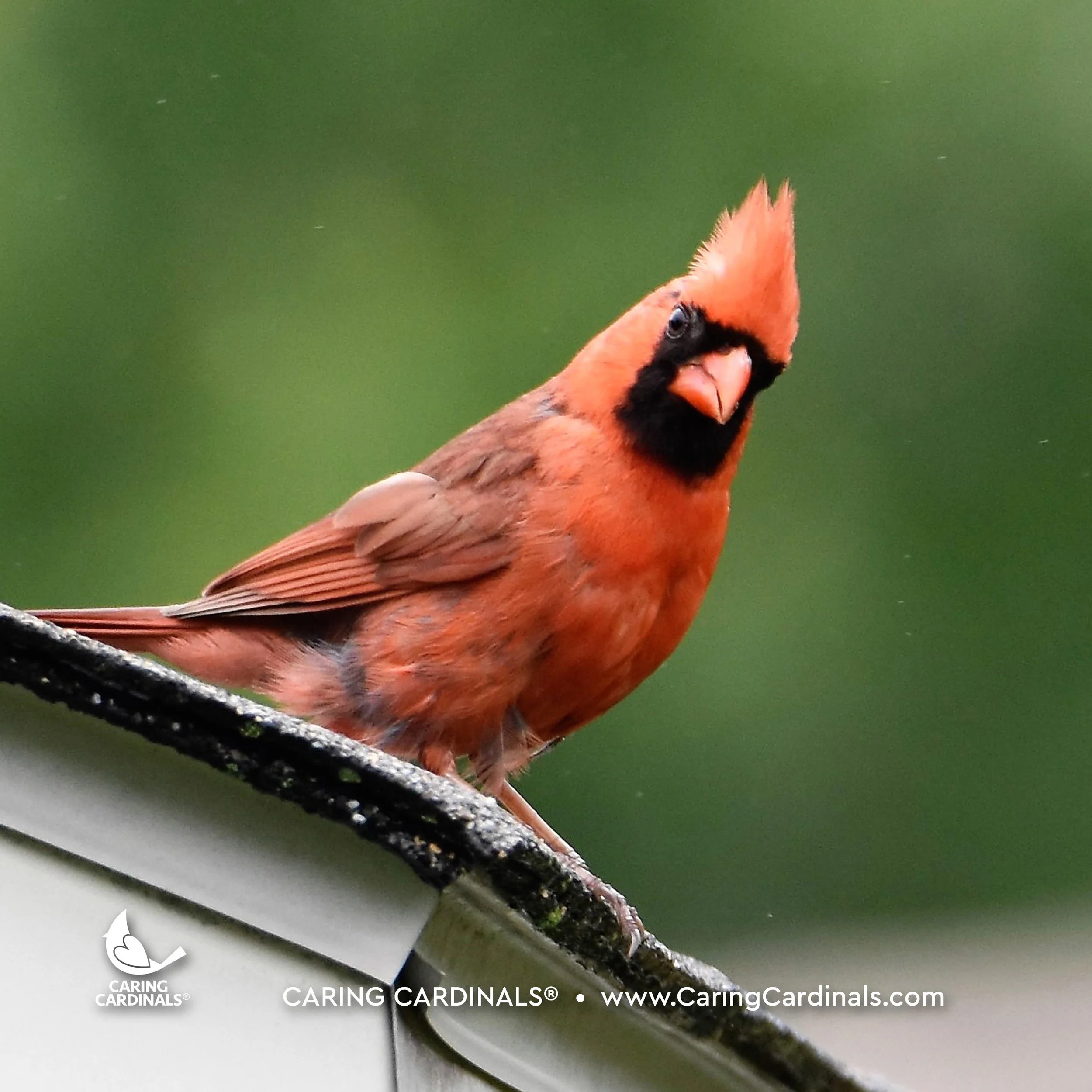 A CARDINAL EXPERIENCE
