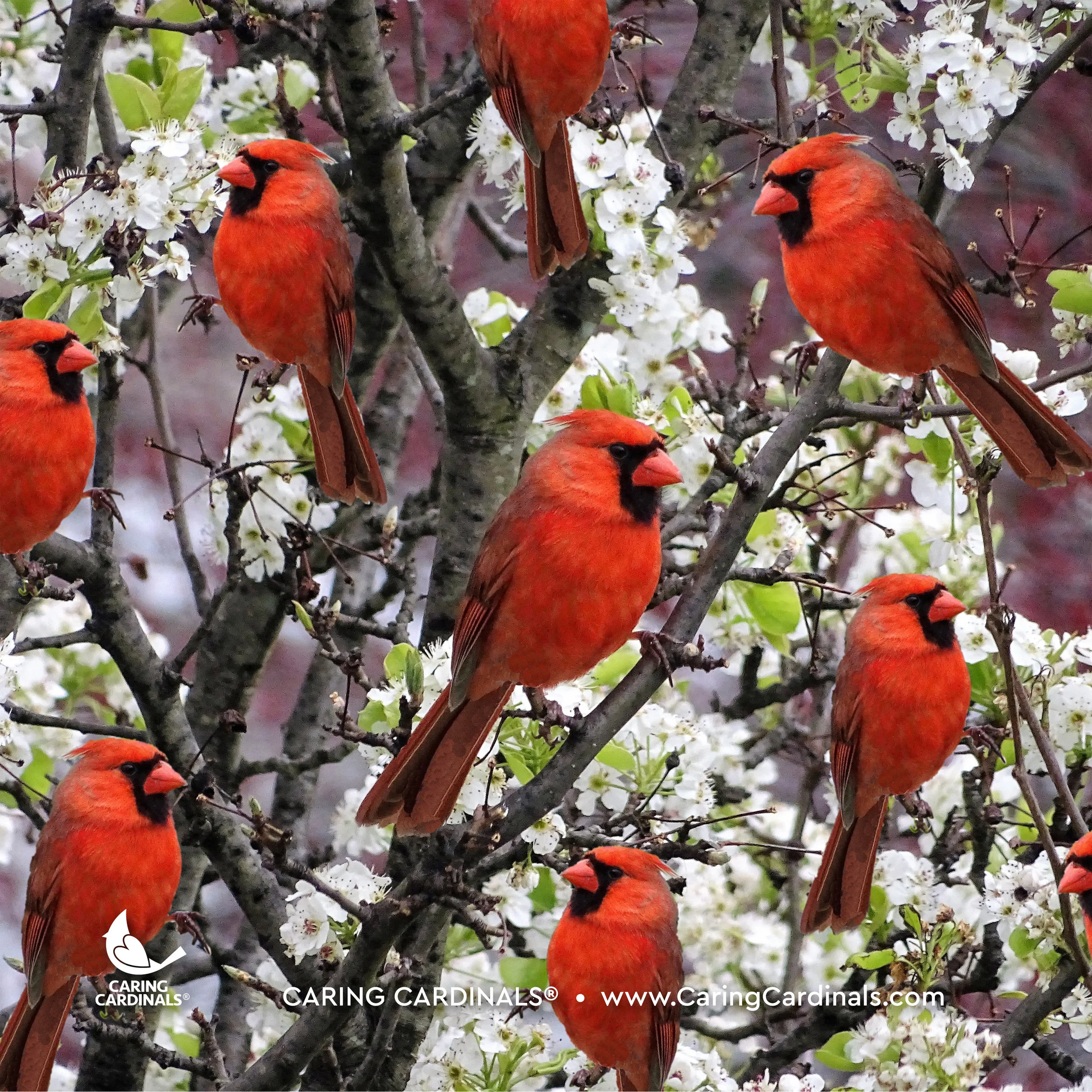 A CARDINAL EXPERIENCE