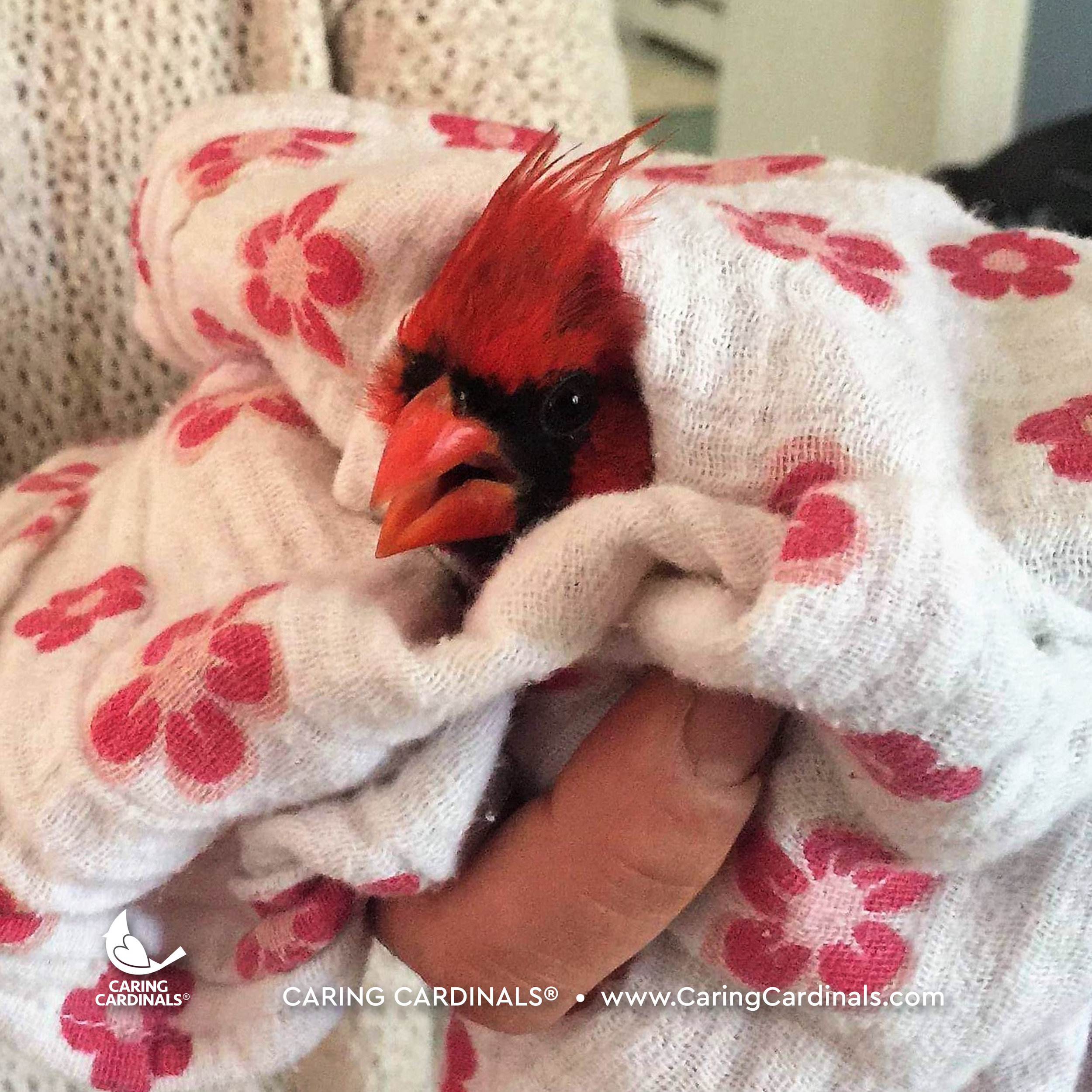 A CARDINAL EXPERIENCE