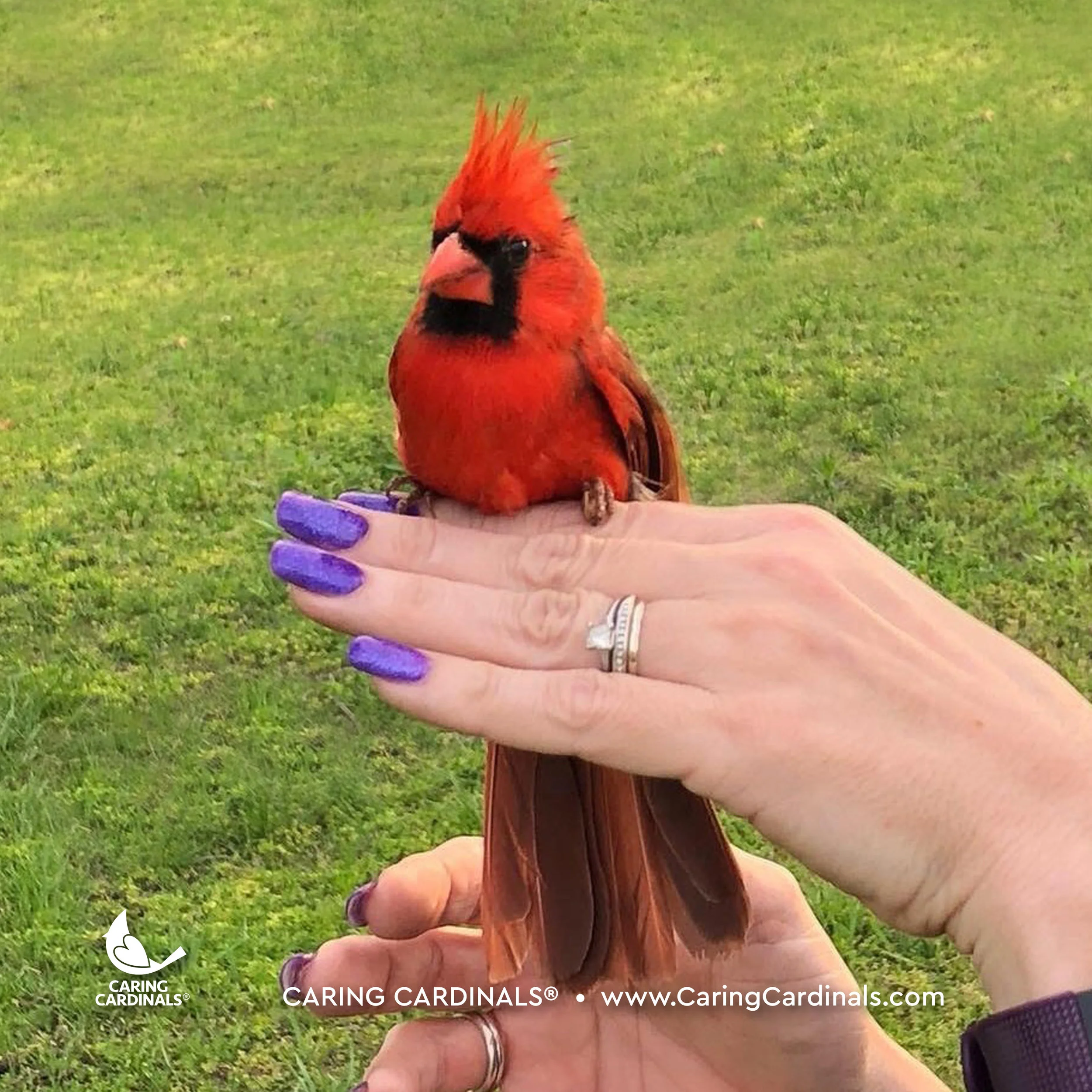 A CARDINAL EXPERIENCE