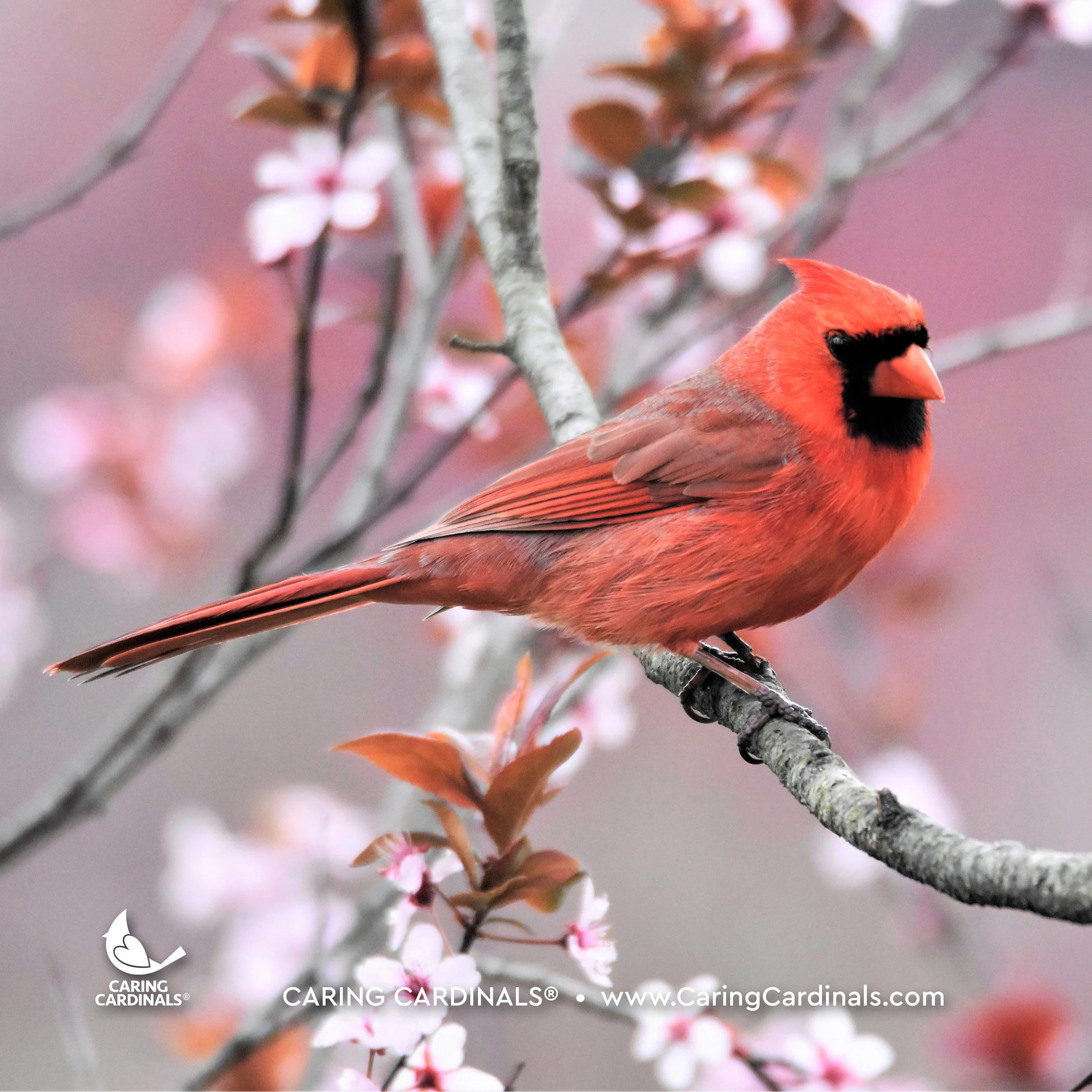 A CARDINAL EXPERIENCE