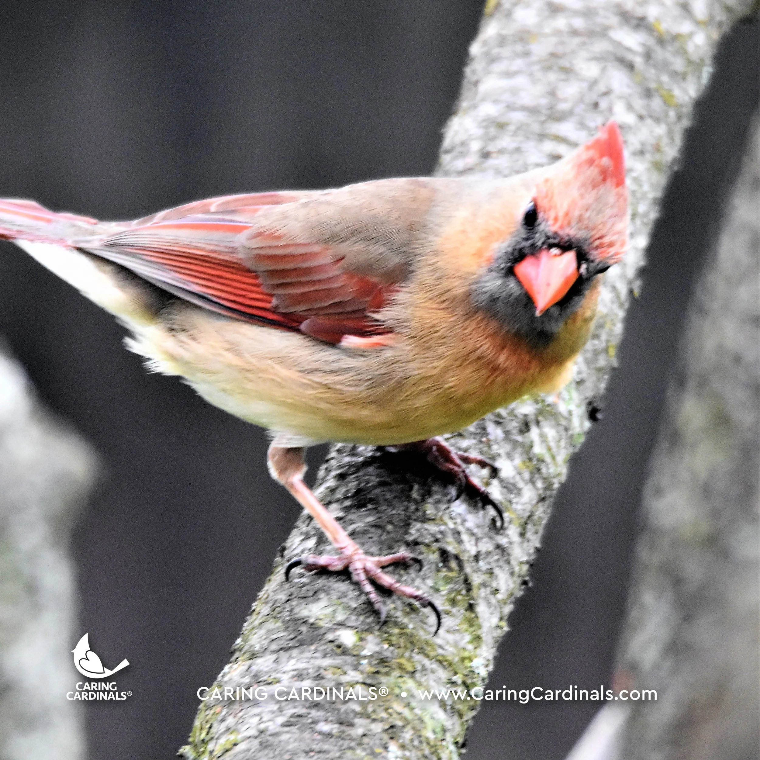 A CARDINAL EXPERIENCE