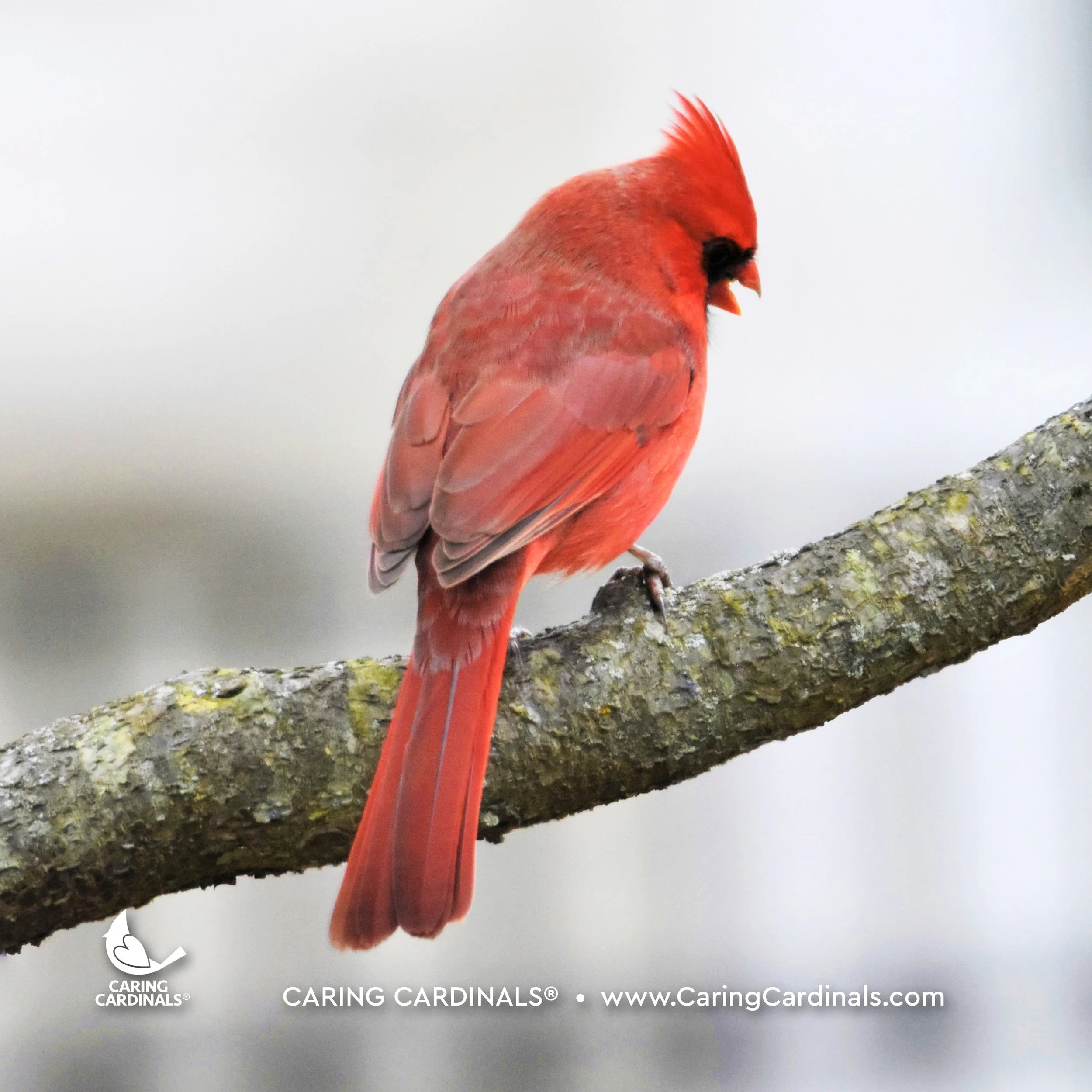 A CARDINAL EXPERIENCE