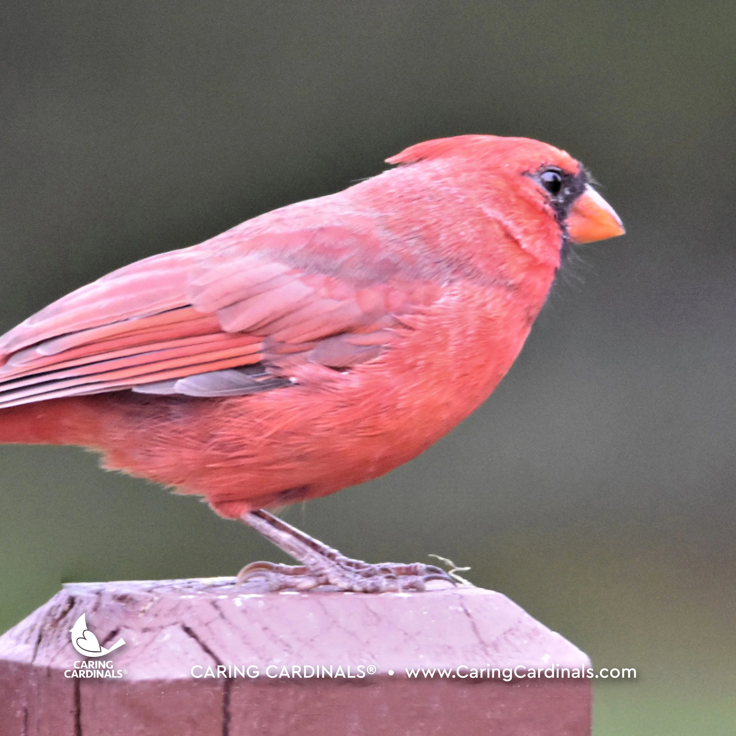A CARDINAL EXPERIENCE