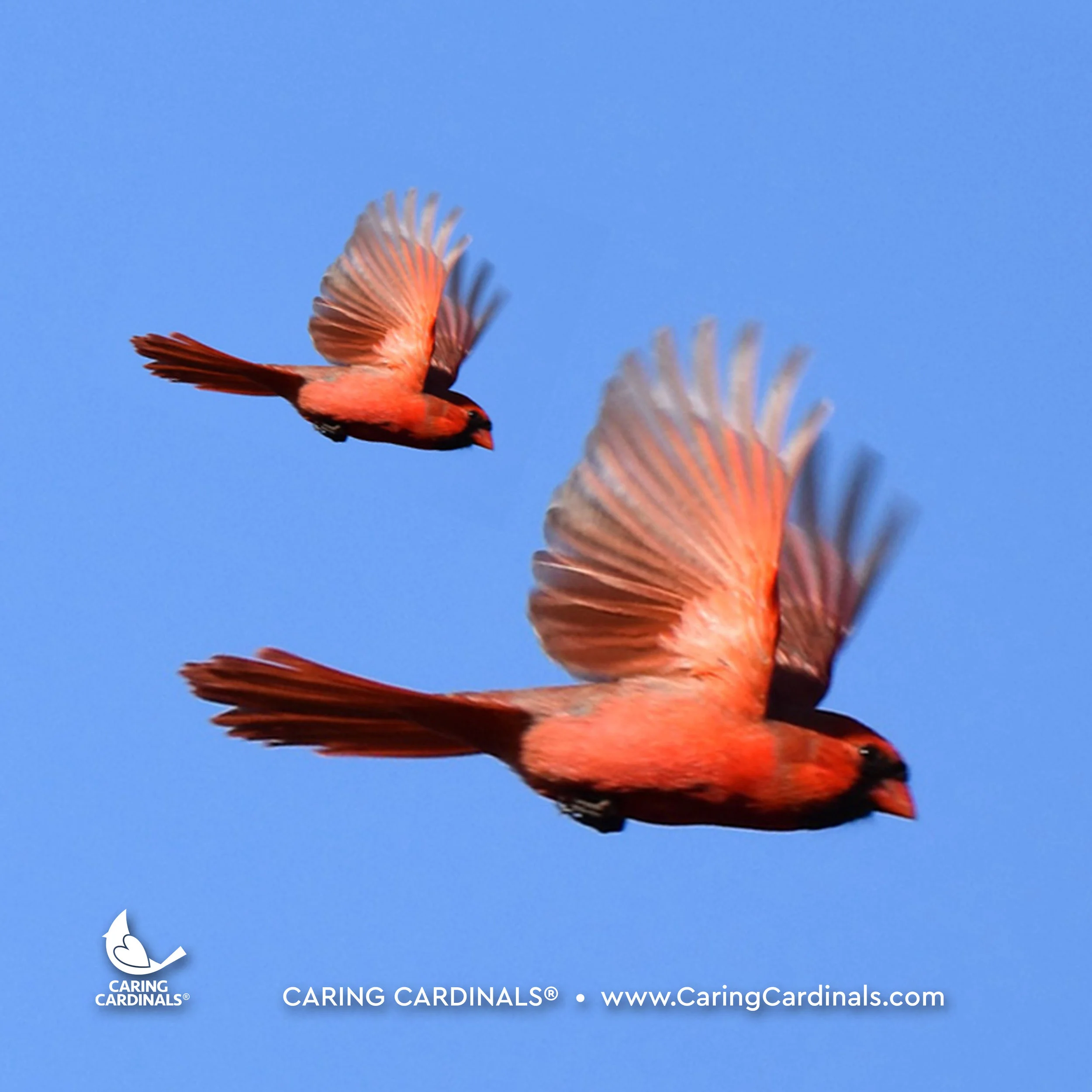 A CARDINAL EXPERIENCE