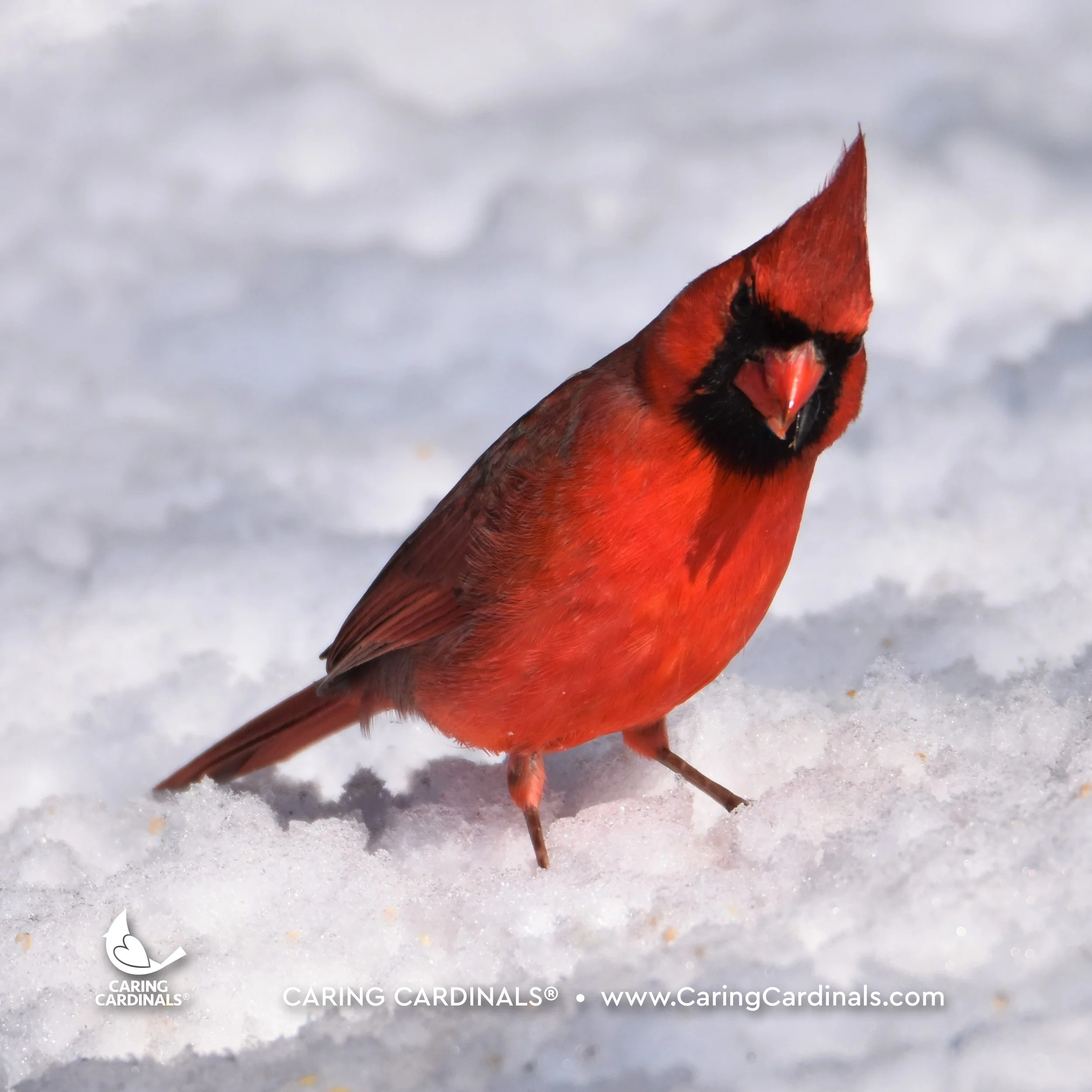 A CARDINAL EXPERIENCE