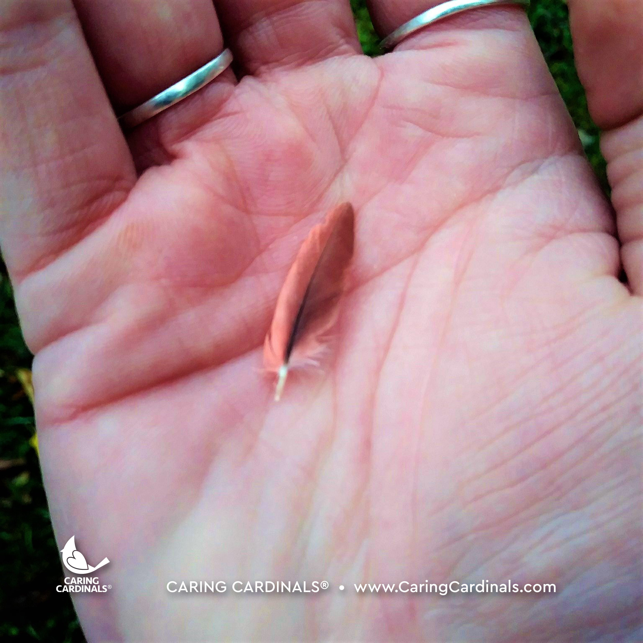 A CARDINAL EXPERIENCE