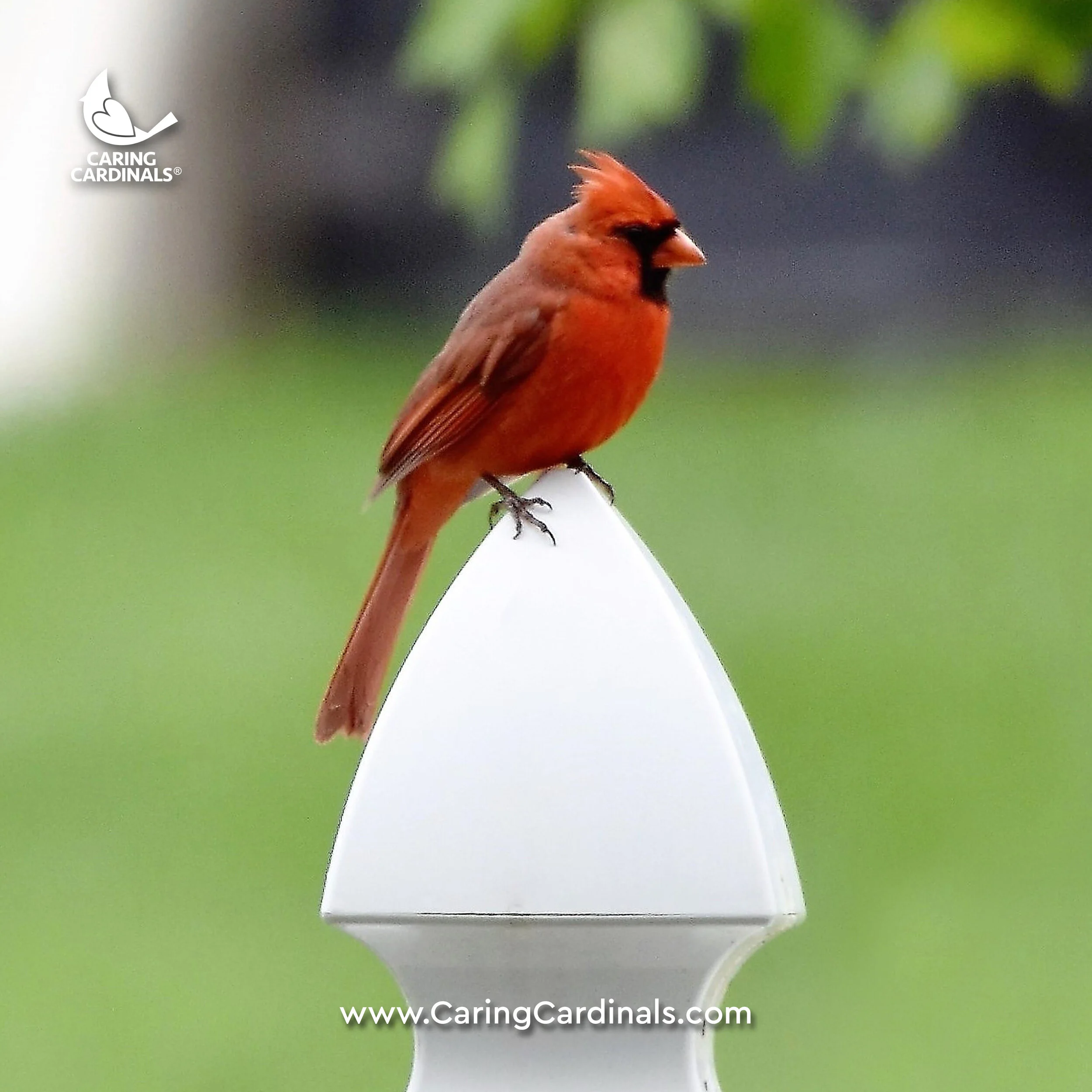 Cardinal Experiences Caring Cardinals