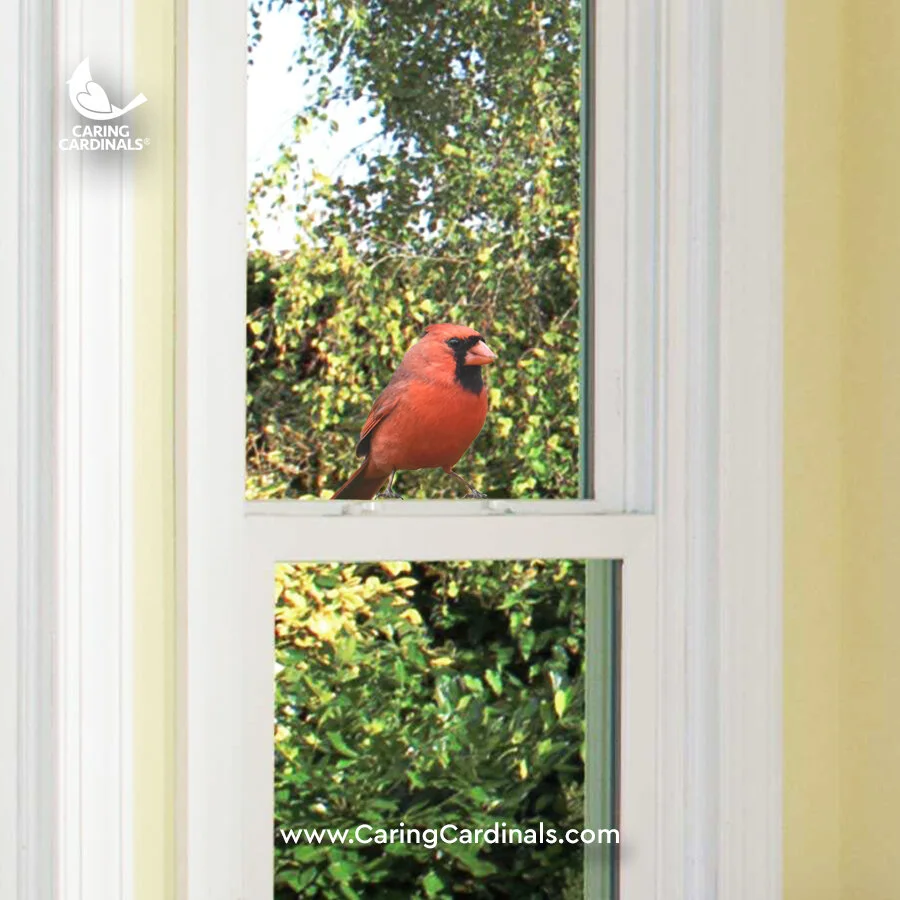 Cardinal Experiences Caring Cardinals