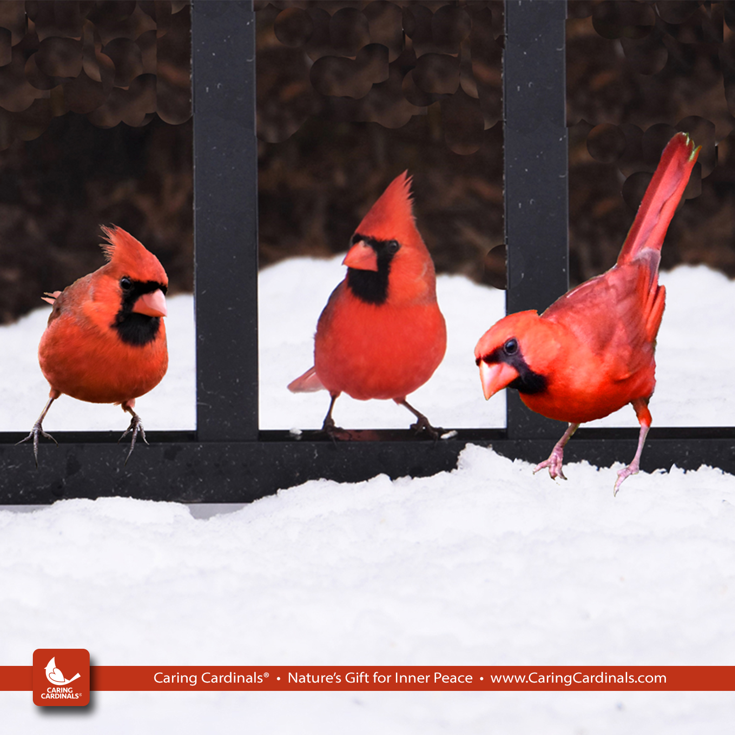 St. Louis Cardinals Newborn & Infant Gray/White/Red Three-Piece
