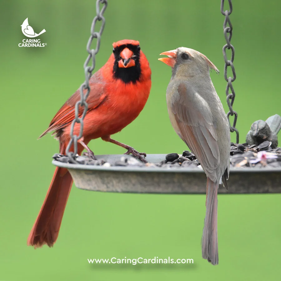 Cardinal Experiences Caring Cardinals