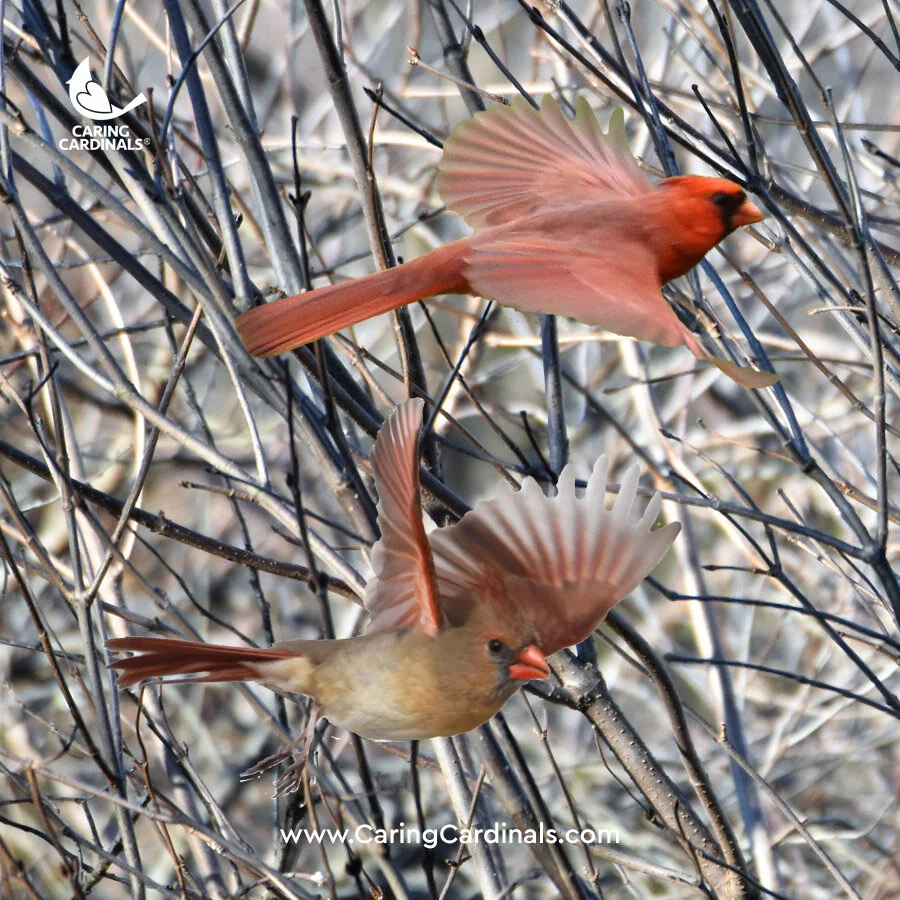Cardinal Experiences Caring Cardinals