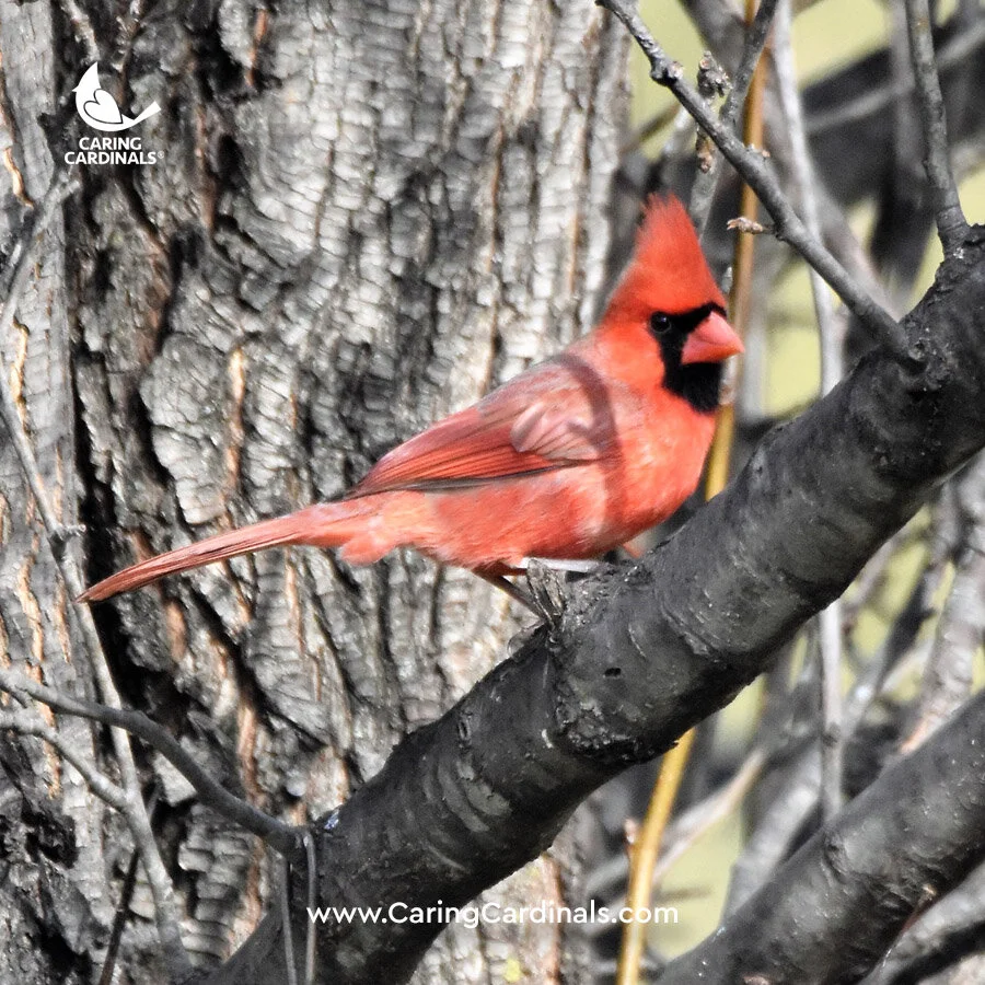 Cardinal Experiences Caring Cardinals