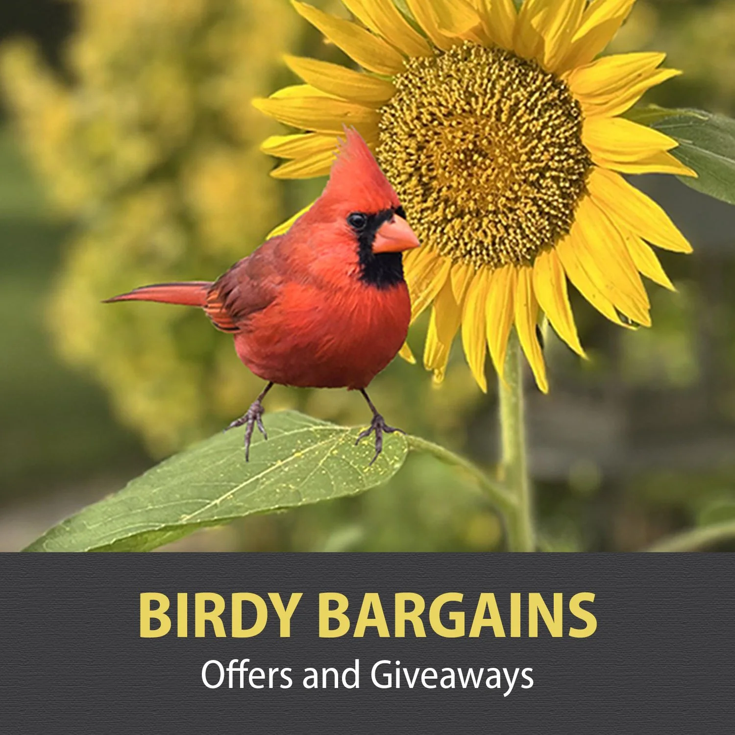 BIRDY BARGAINS