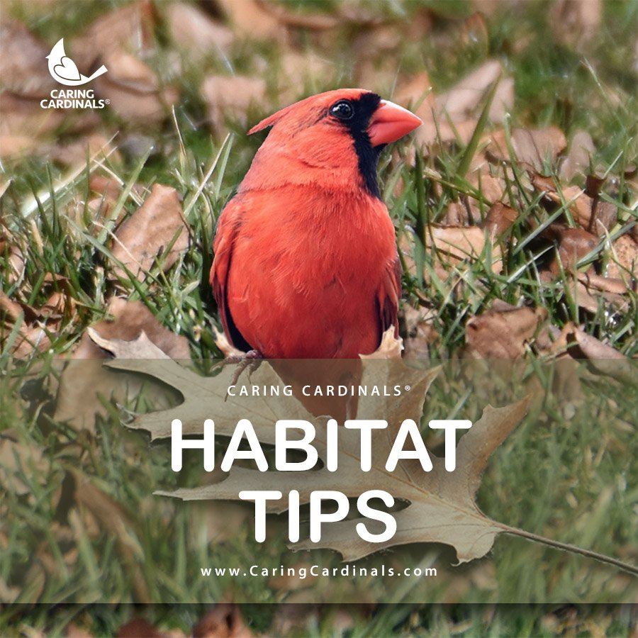 Habitat Tips.jpg
