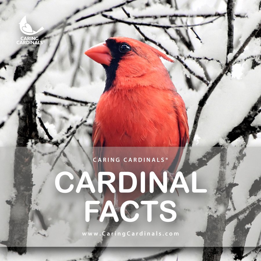 Cardinal Facts.jpg