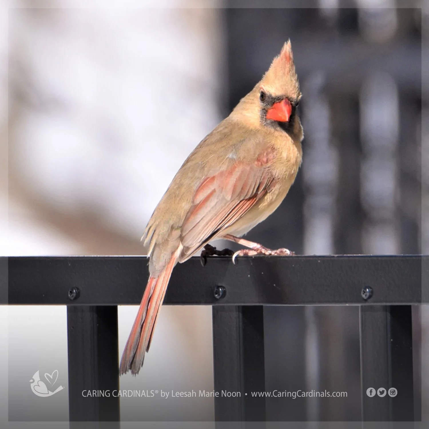 Northern Cardinal - Adult Female