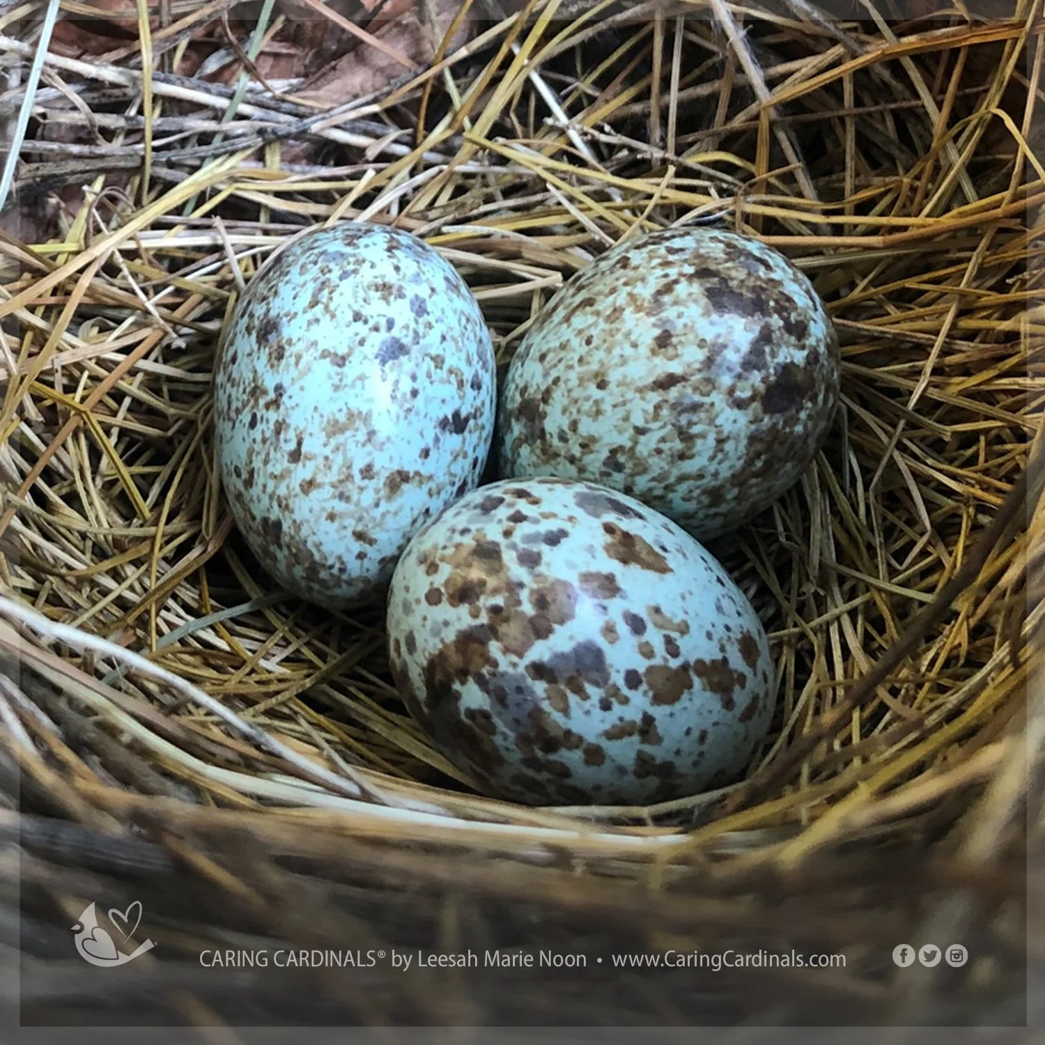 Northern Cardinal Nest and Eggs