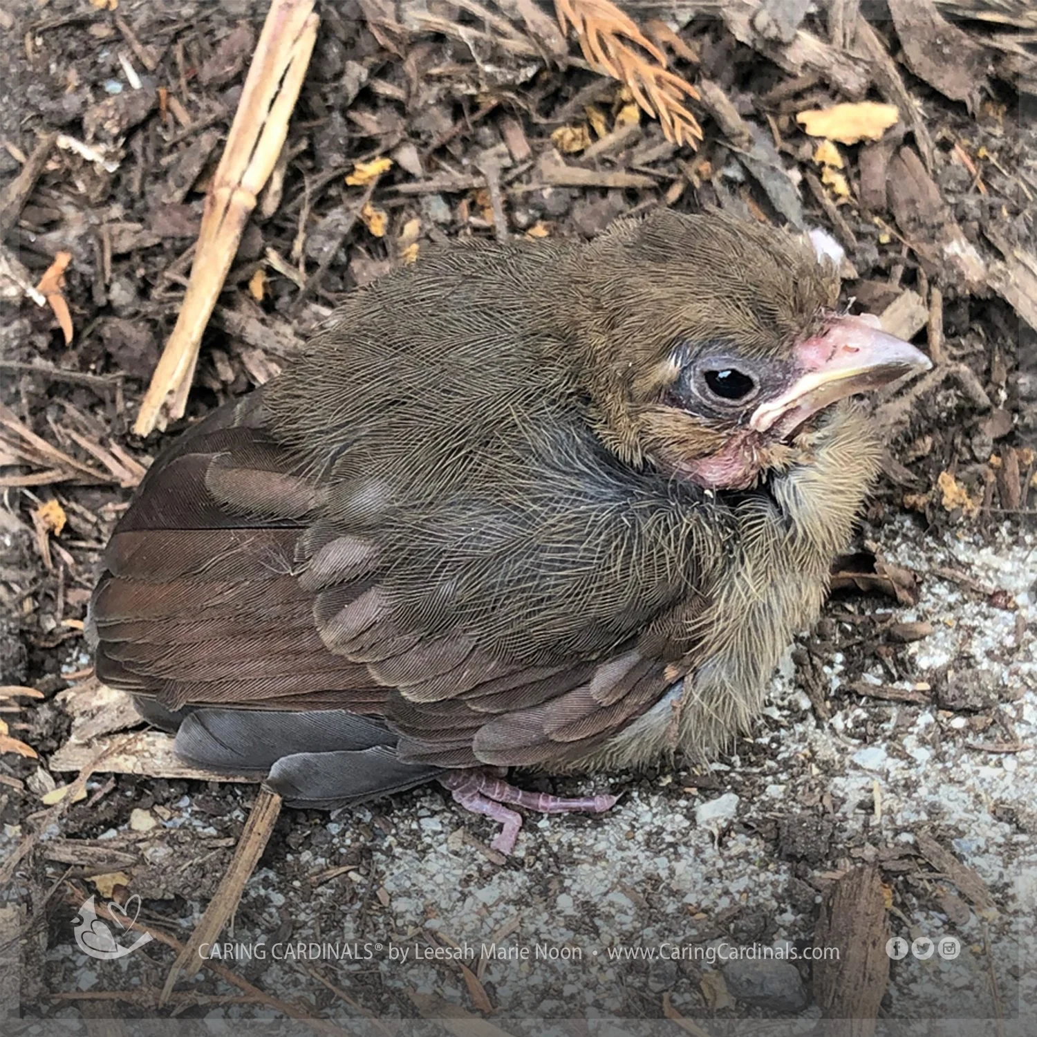 Northern Cardinal - Fledgling