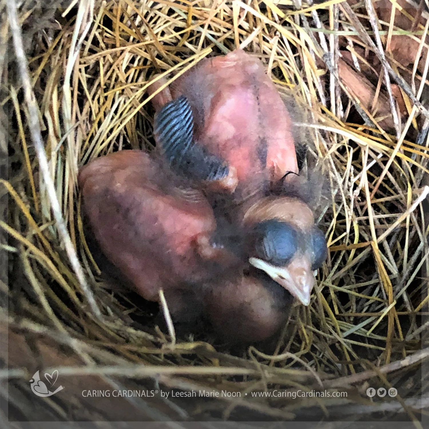 Northern Cardinal - Hatchlings