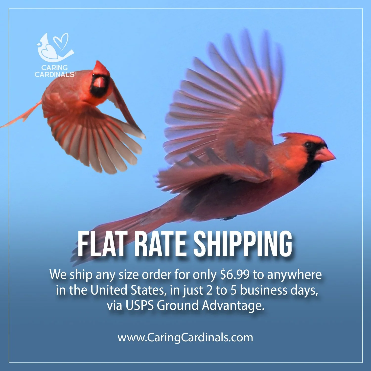 Flat Rate Shipping $6.99.jpg