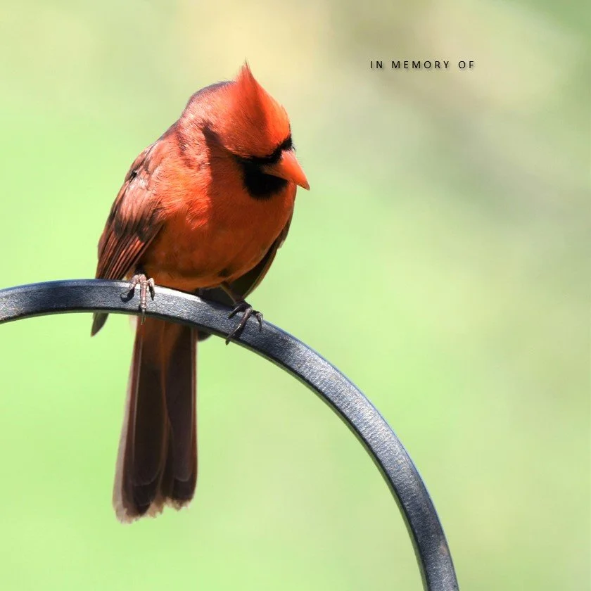 NGFIP 4 Standard.JPG