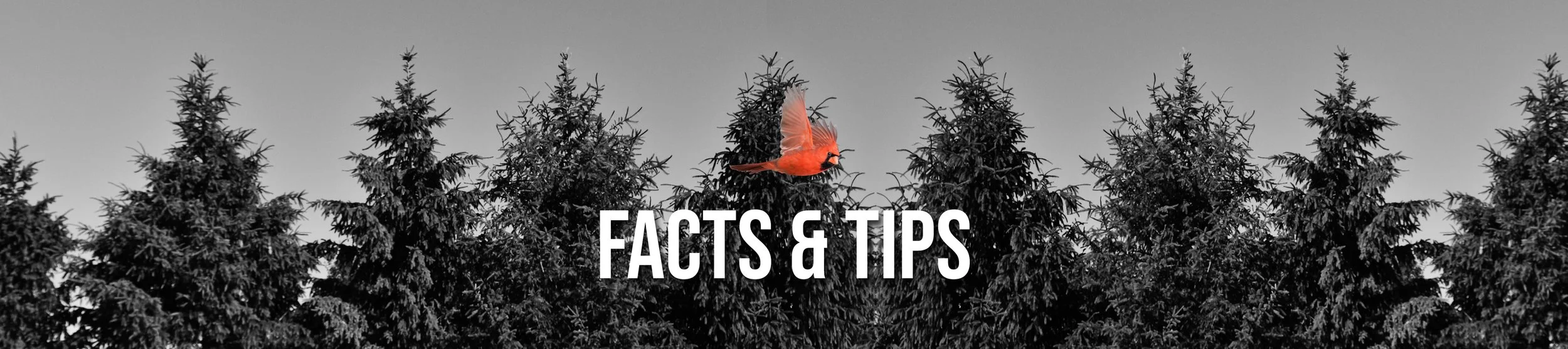 FACTS & TIPS.jpg