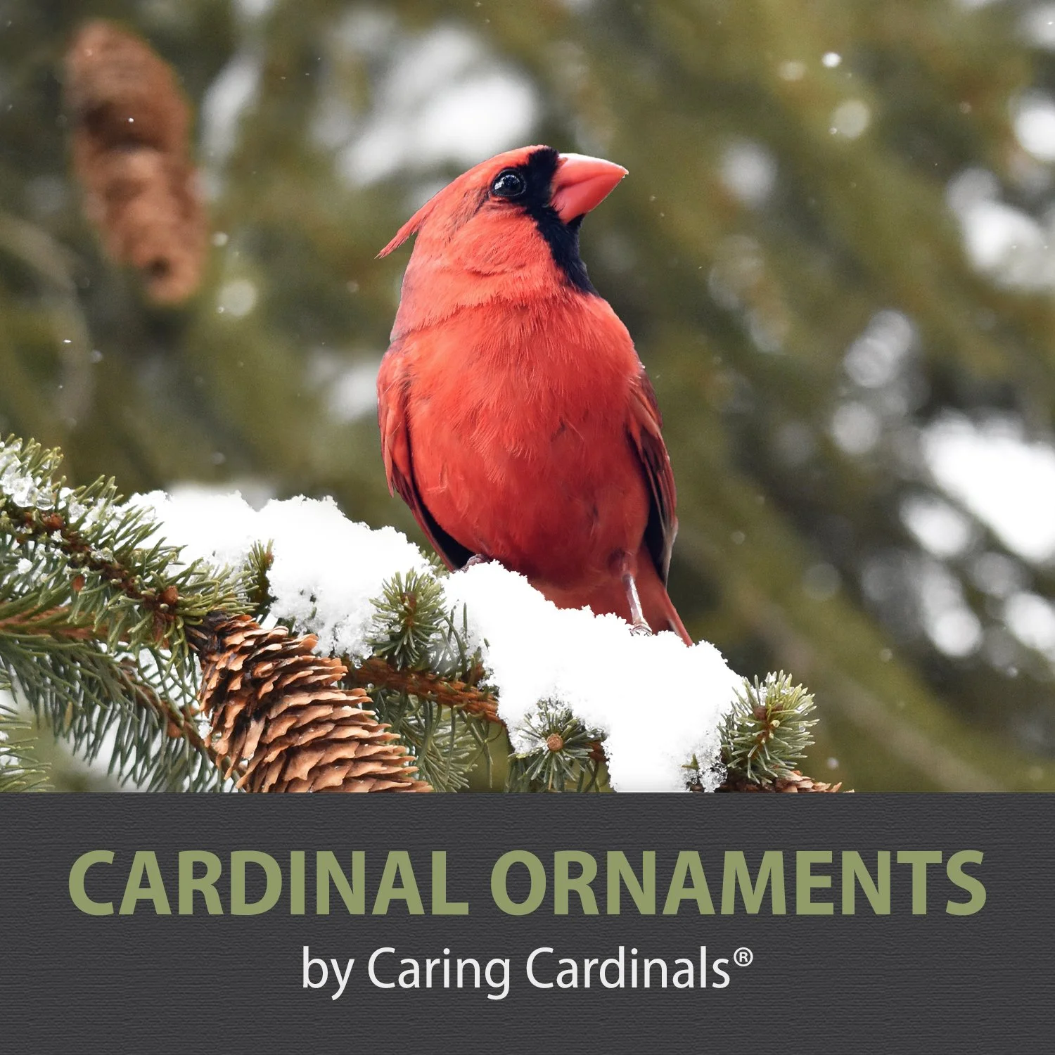 11-ORNAMENTS BY CC.jpg