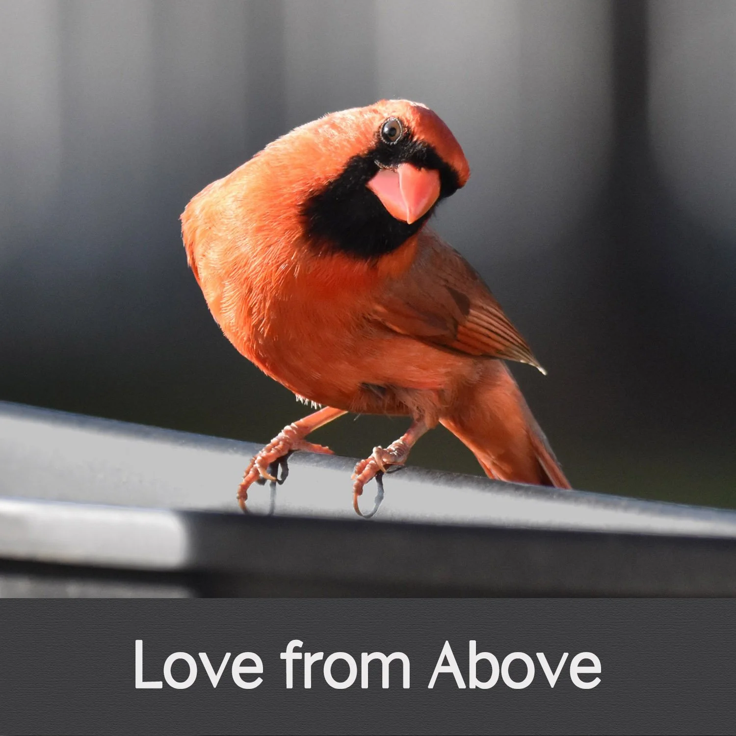 LOVE FROM ABOVE