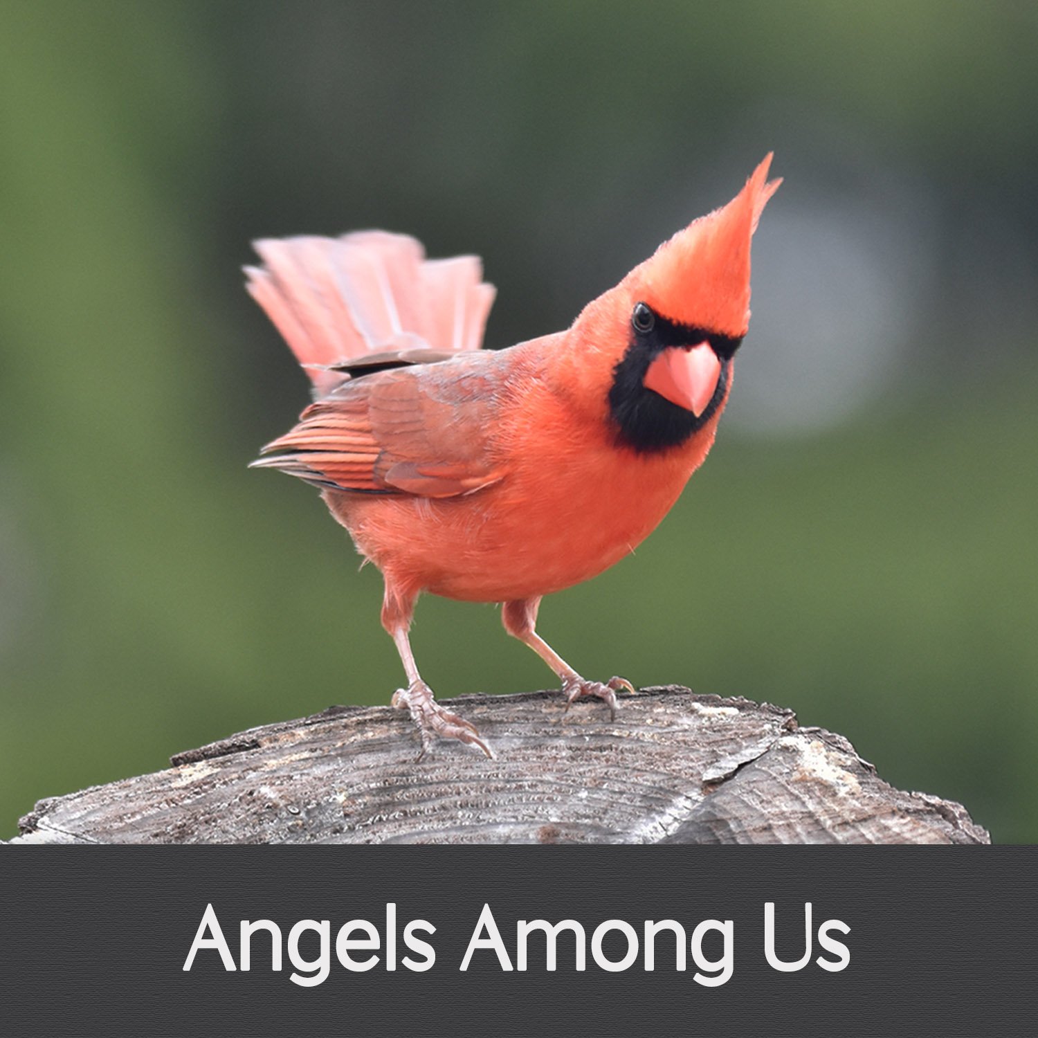 ANGELS AMONG US