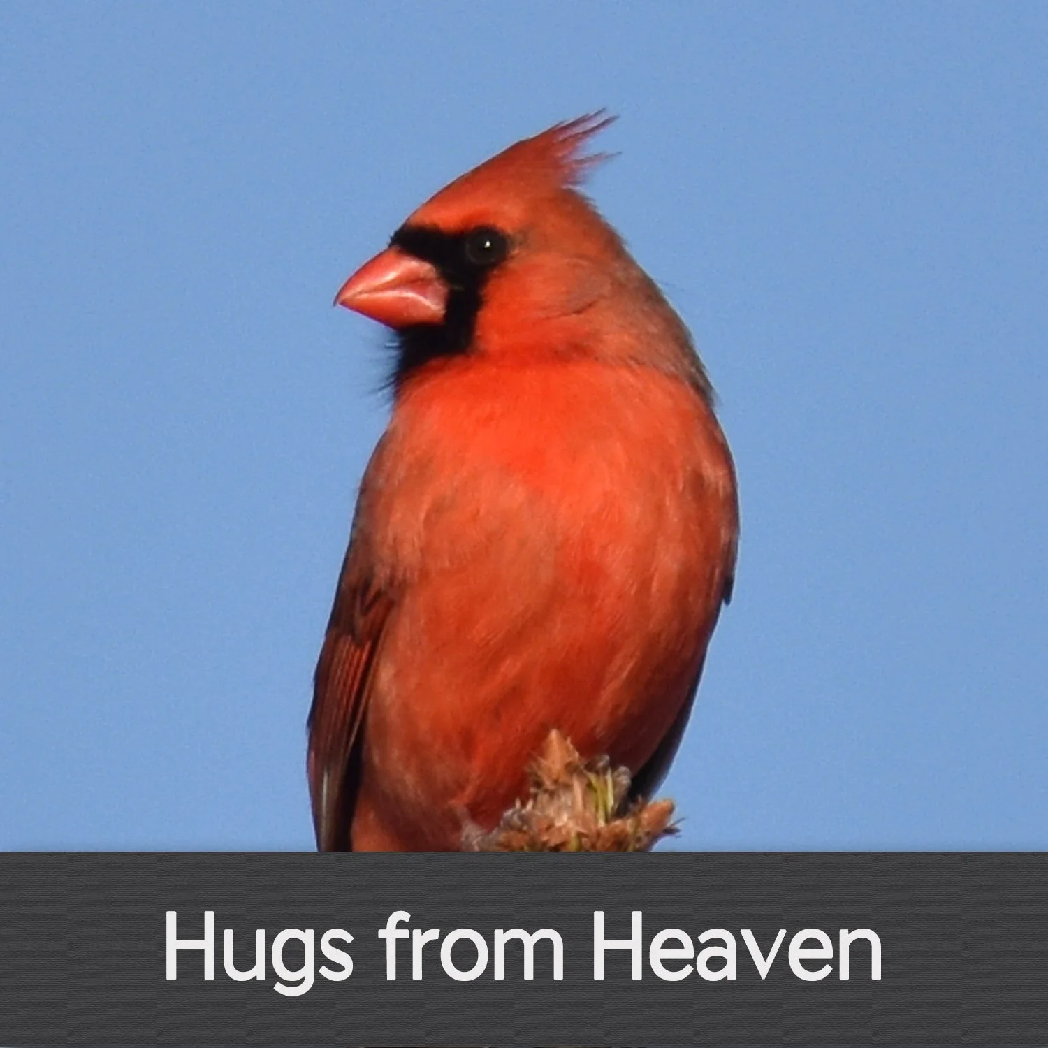HUGS FROM HEAVEN