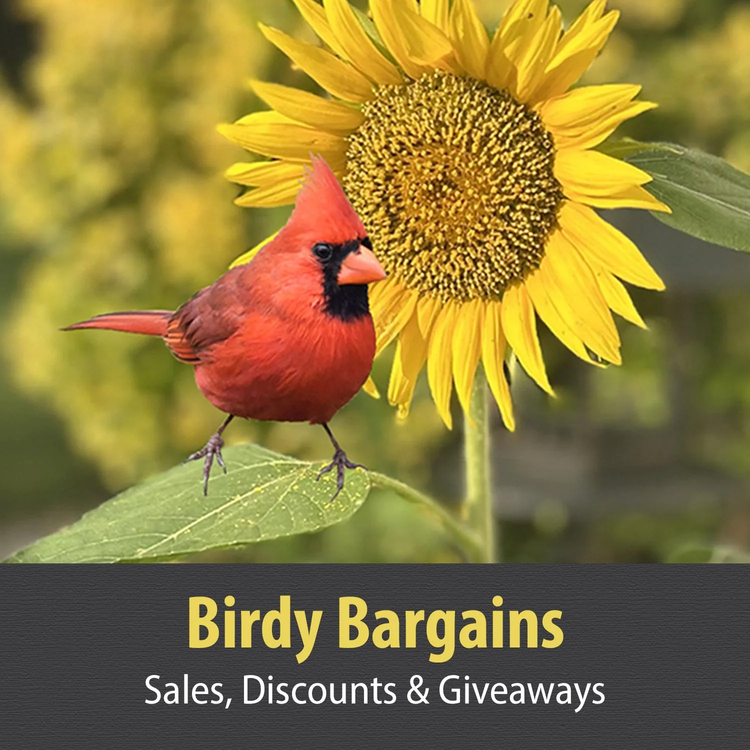 SPECIAL OFFERS