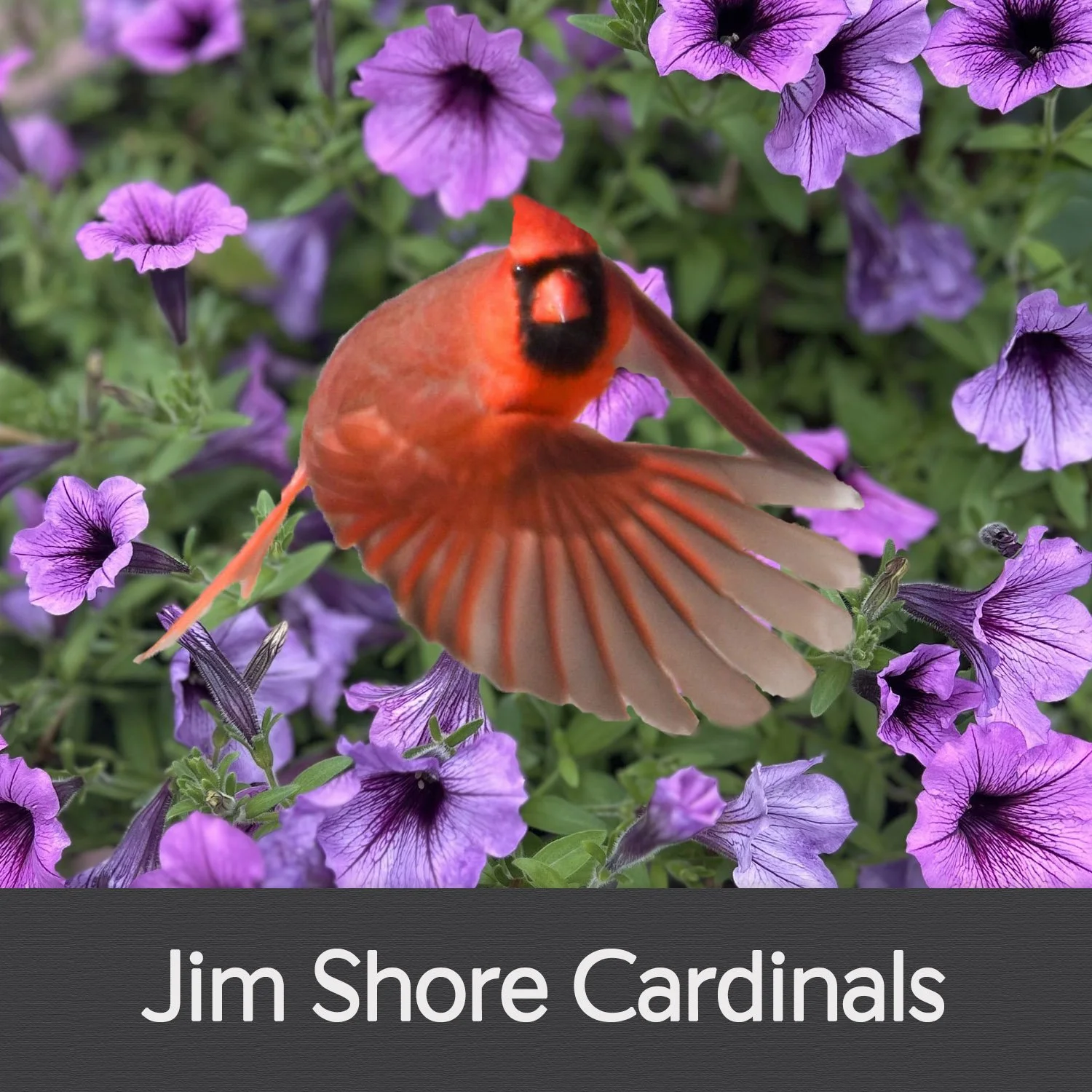 JIM SHORE CARDINALS