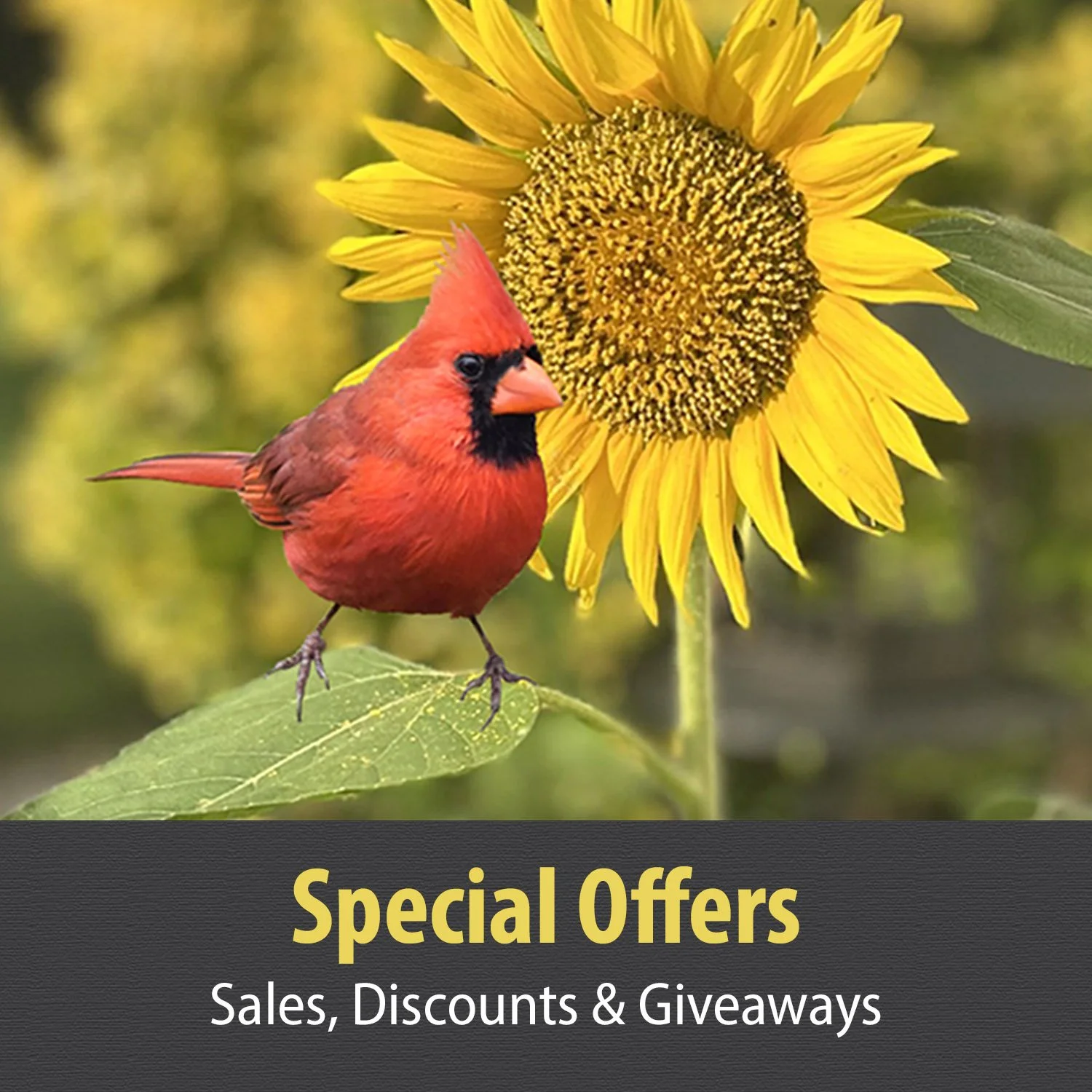 1 Special Offers.jpg