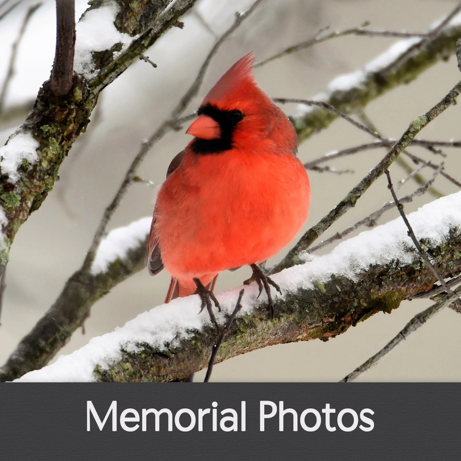 MEMORIAL PHOTOS