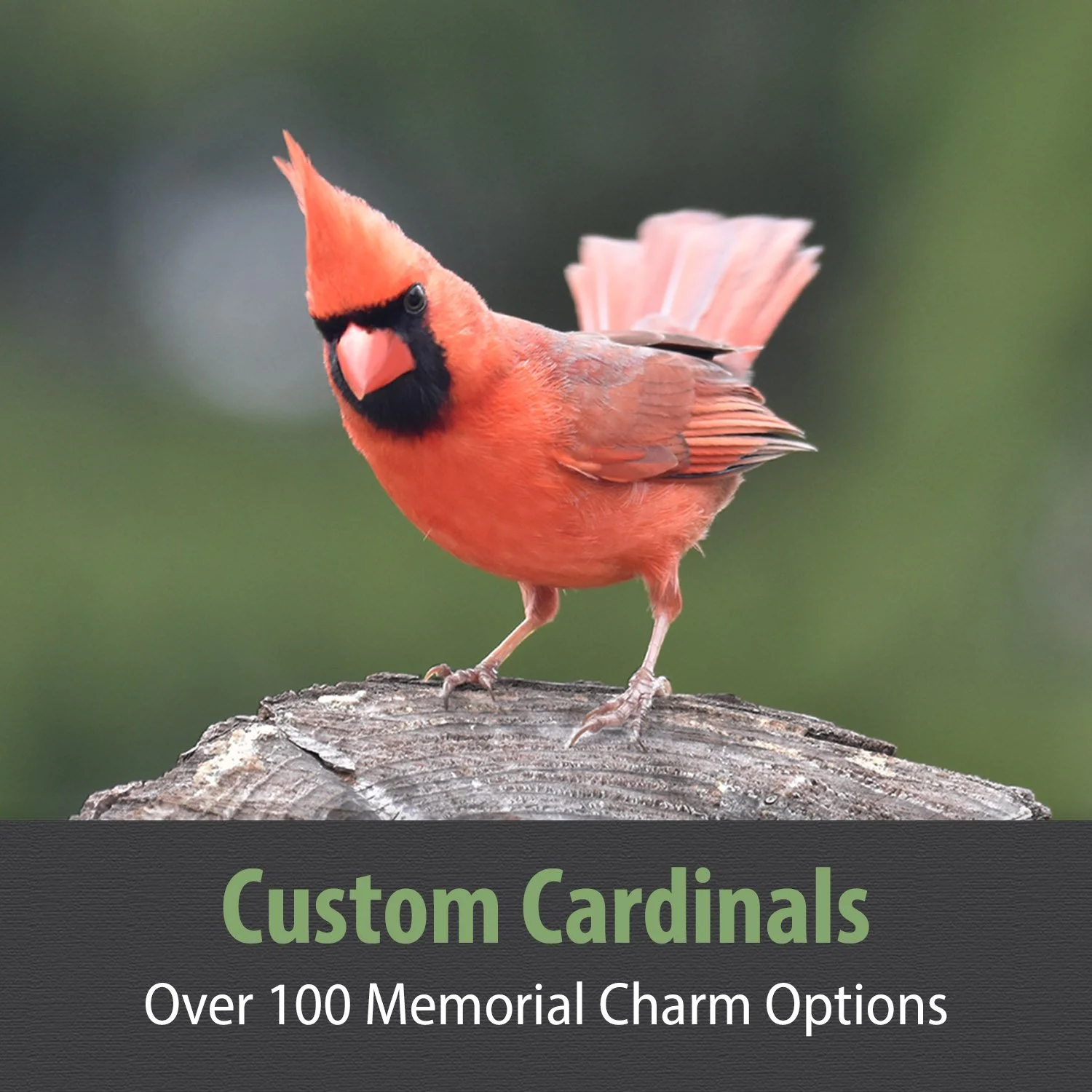 CUSTOM CARDINALS