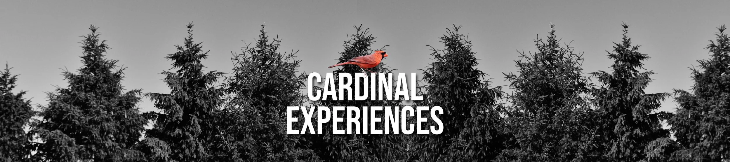 CARDINAL EXPERIENCES.jpg
