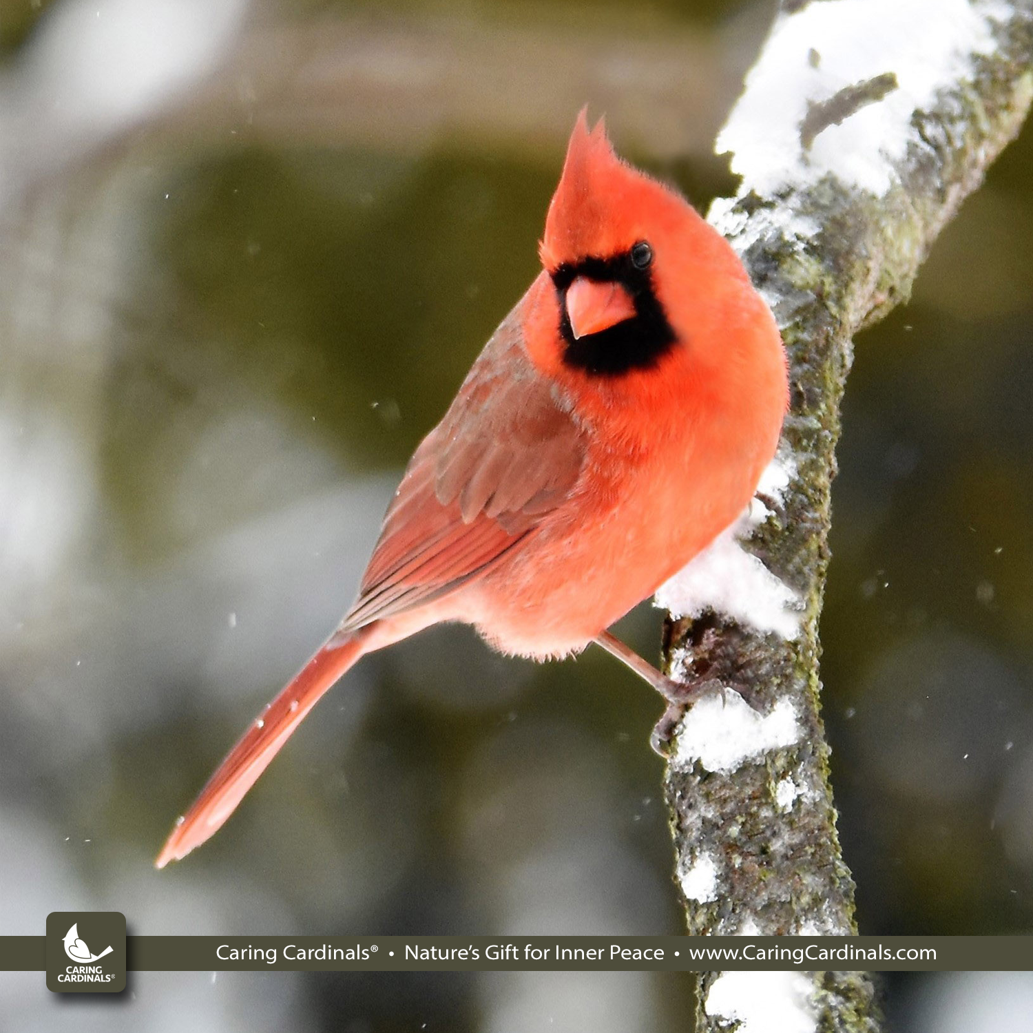 Cardinal Classification CARDINAL FACTS — CARING CARDINALS