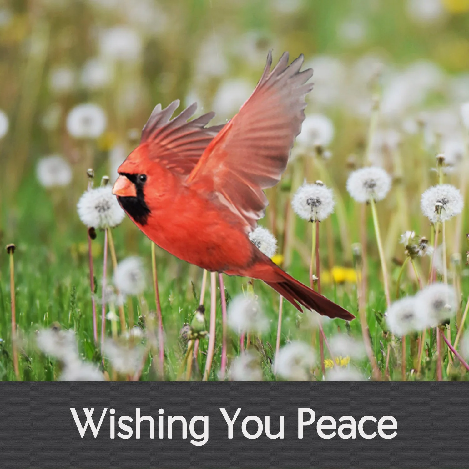 WISHING YOU PEACE