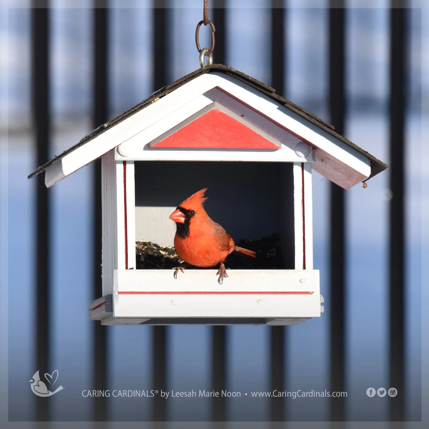 CARDINAL FACTS — CARING CARDINALS