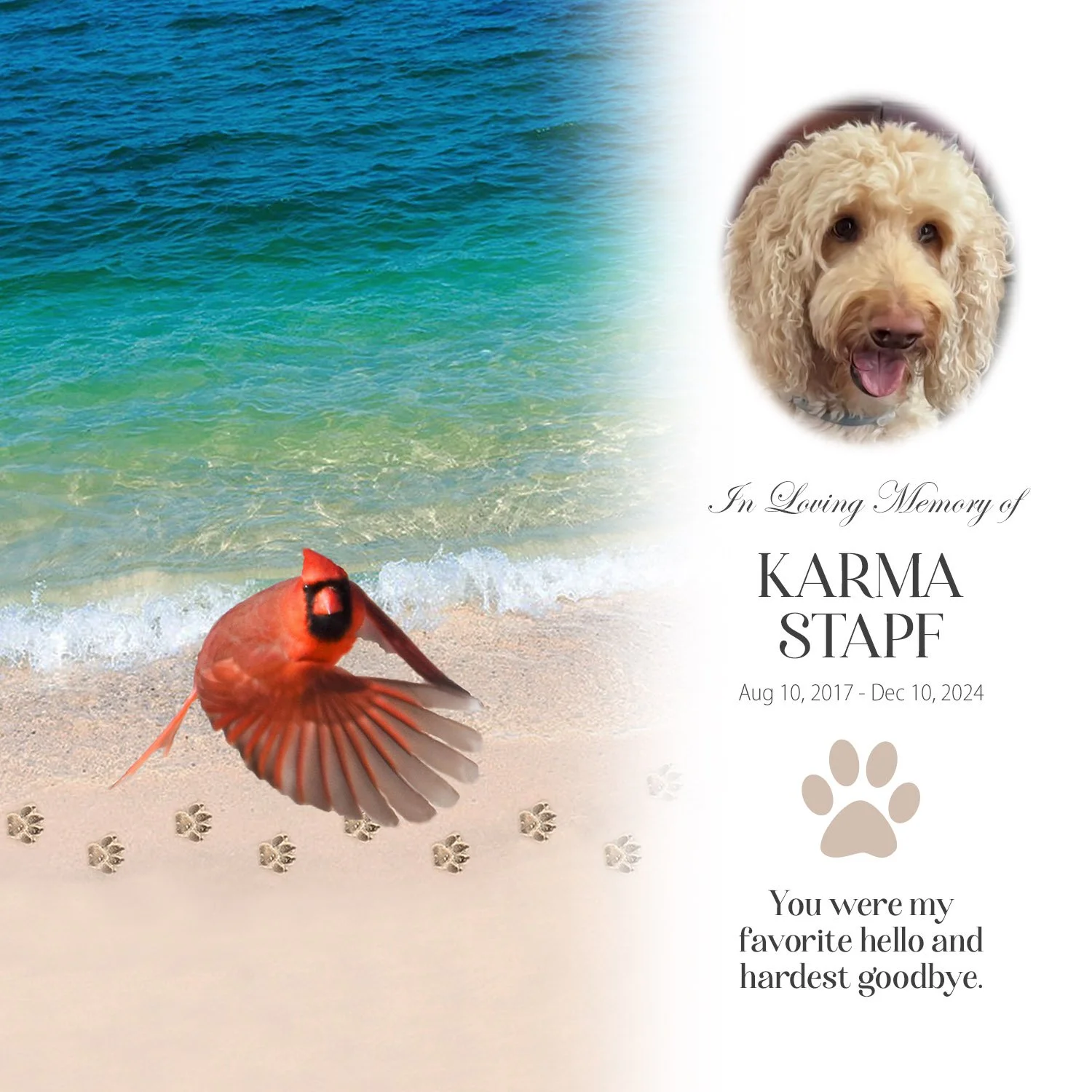 Pets 1.jpg